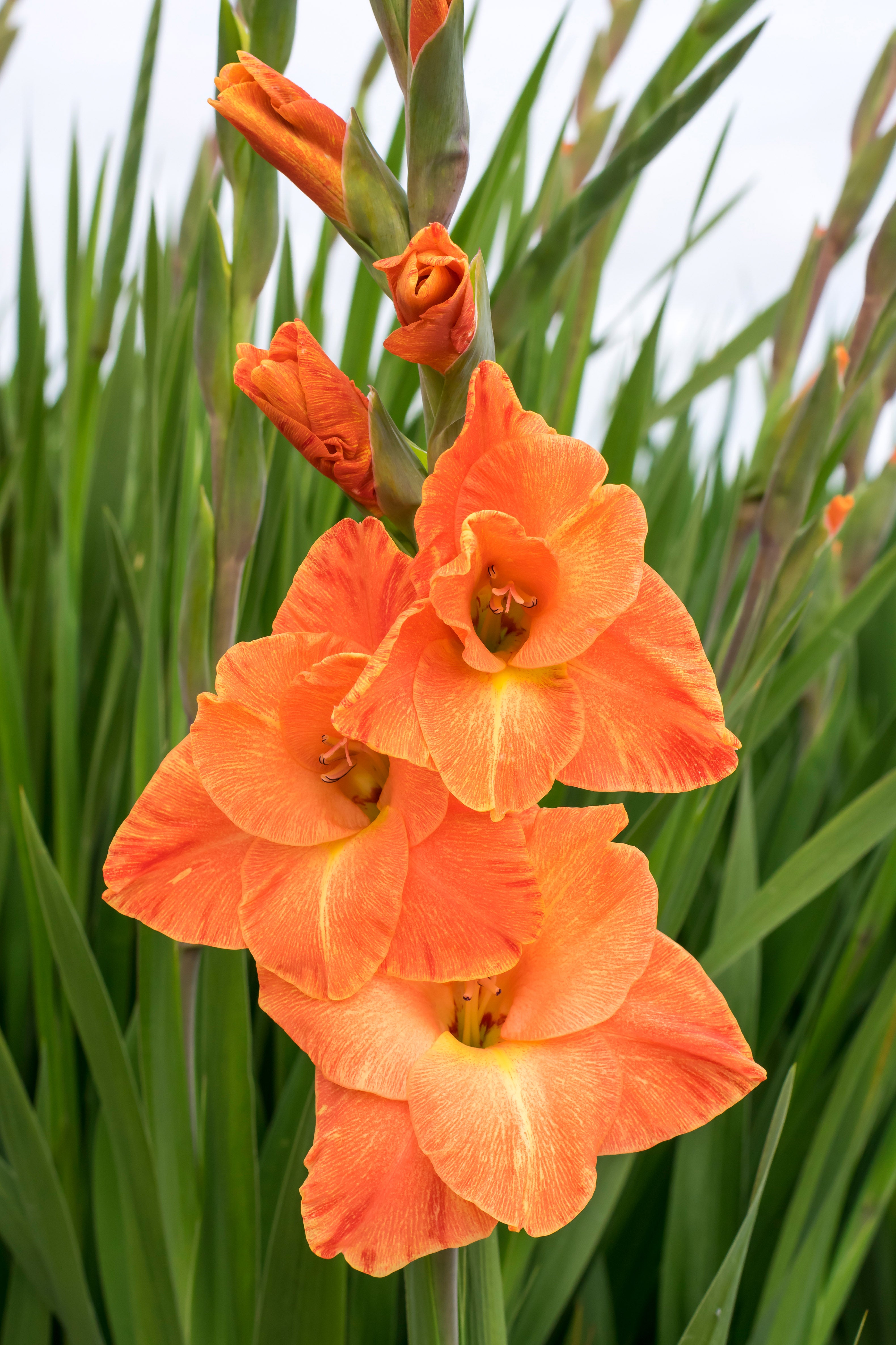 Gladiolus Princess Margaret Rose