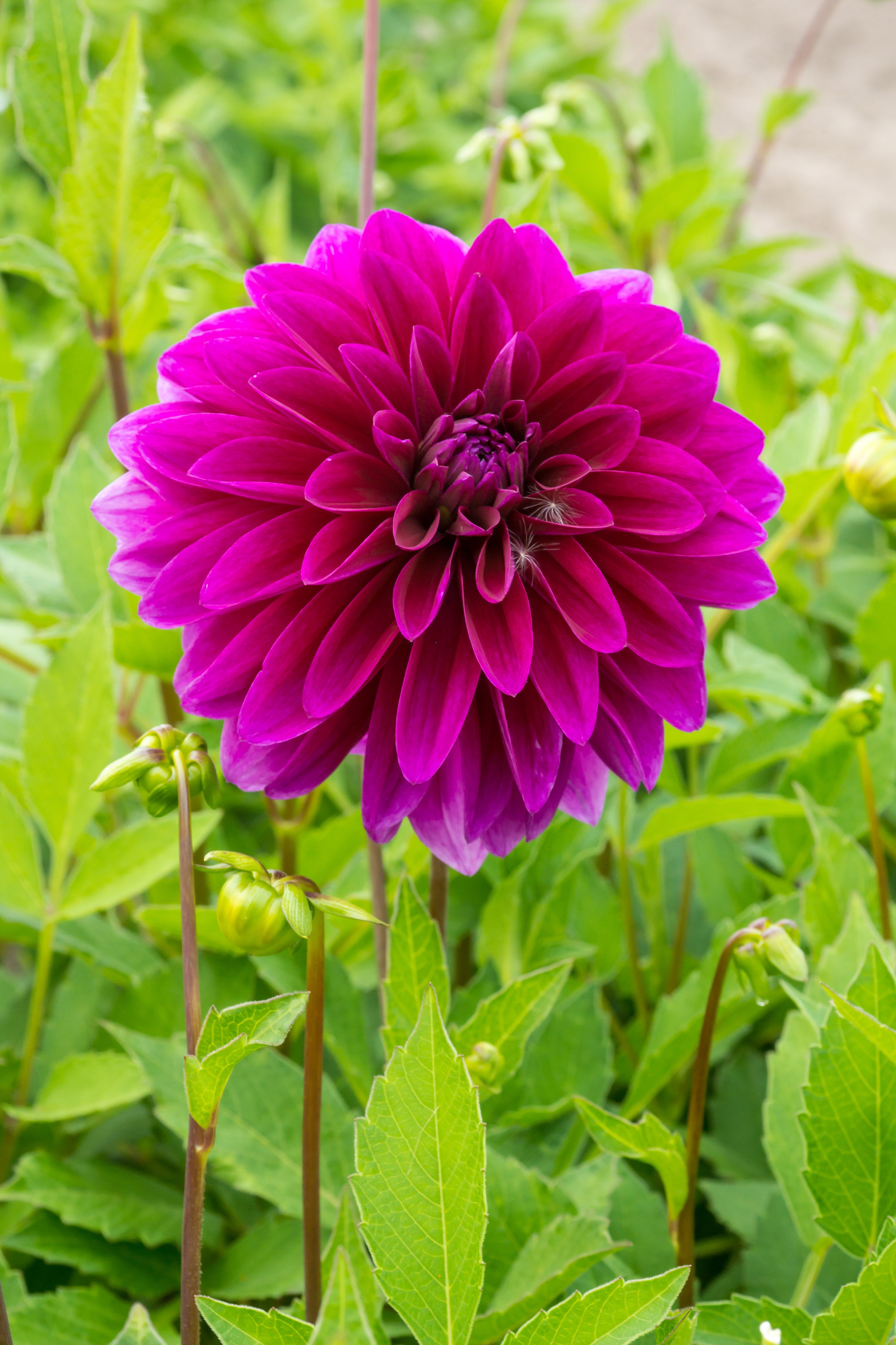 Dahlia Decorative Le Baron