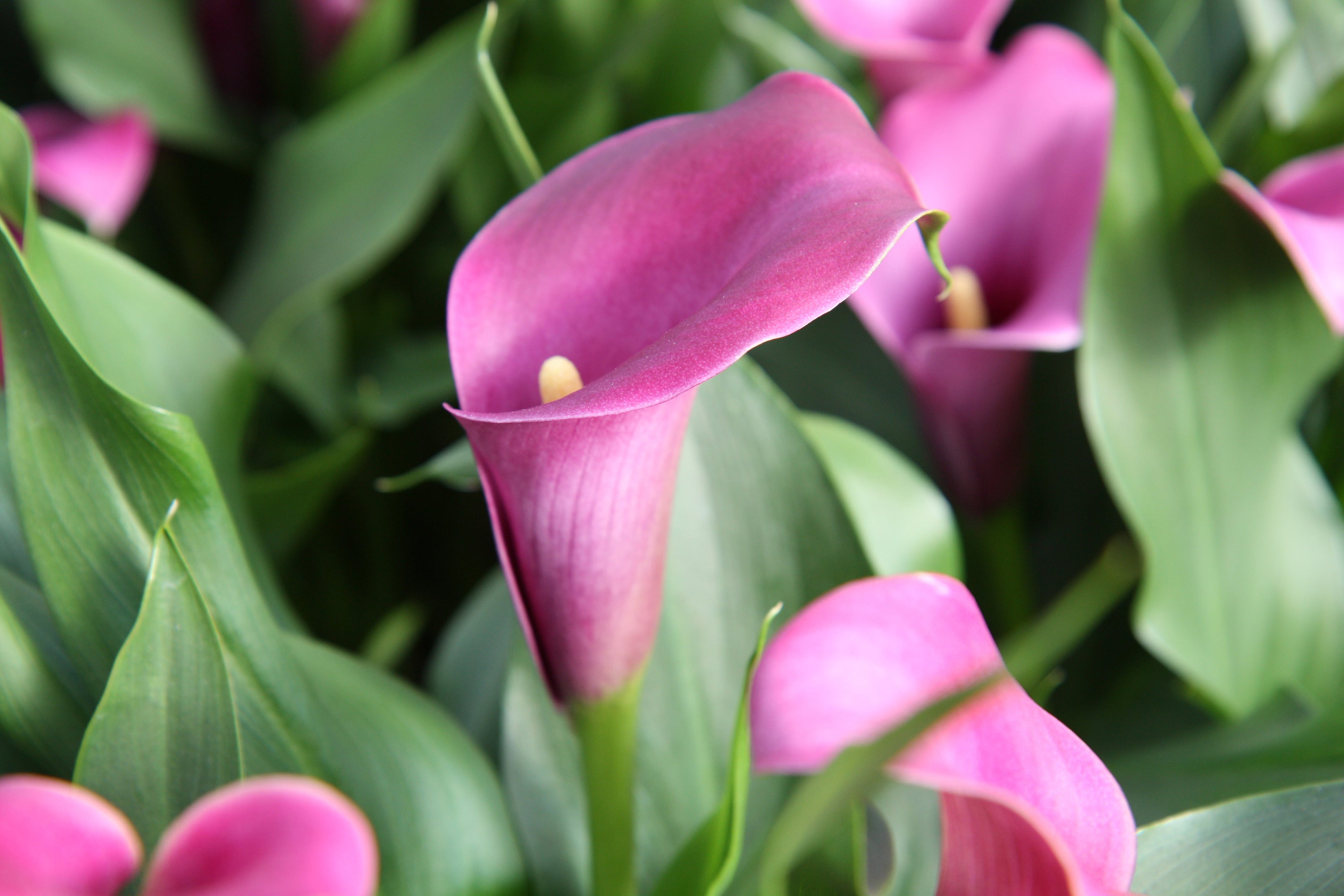 Calla Grape Velvet