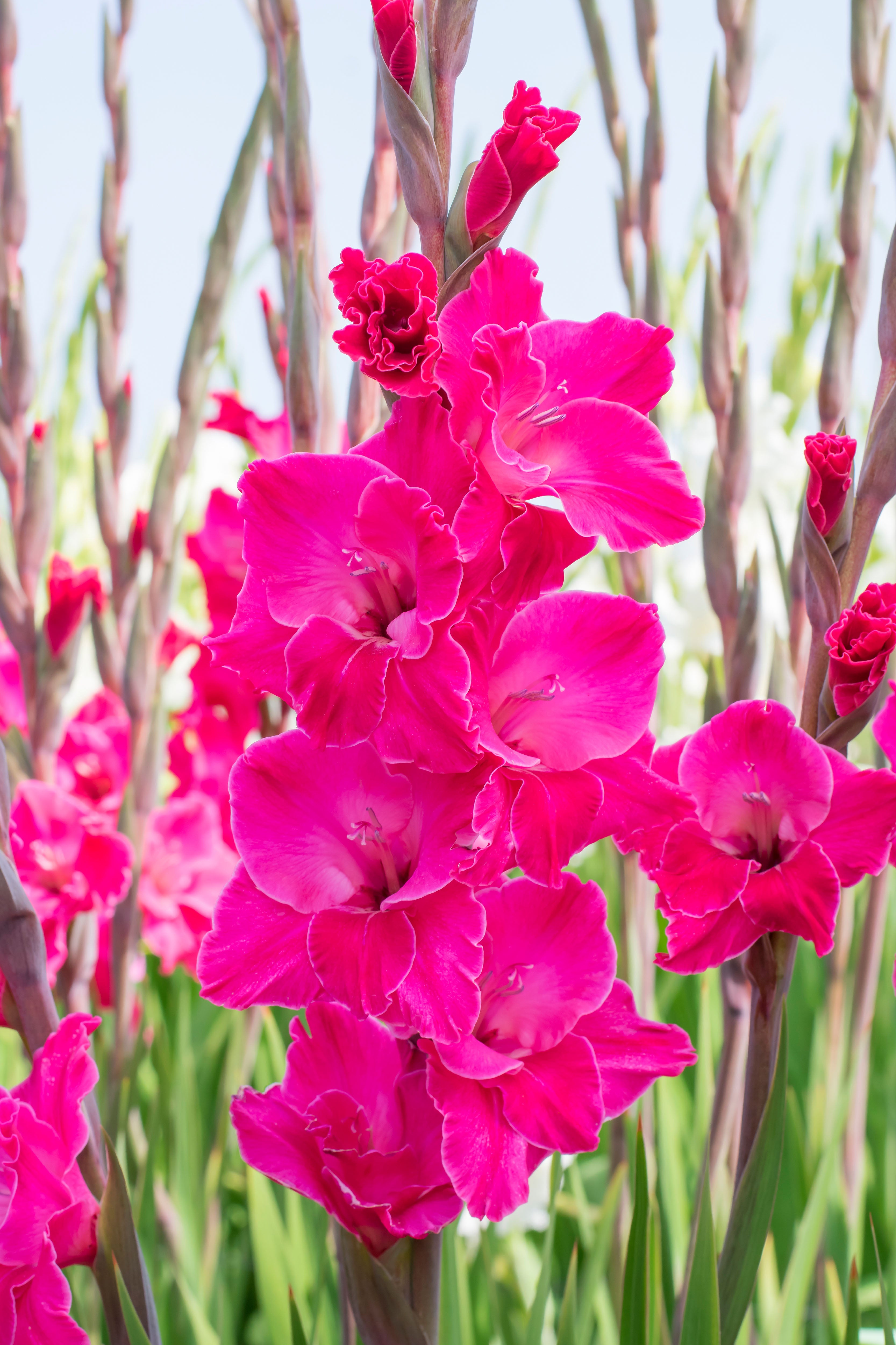 Bouquet Flowering - Pink Gladiolus Box