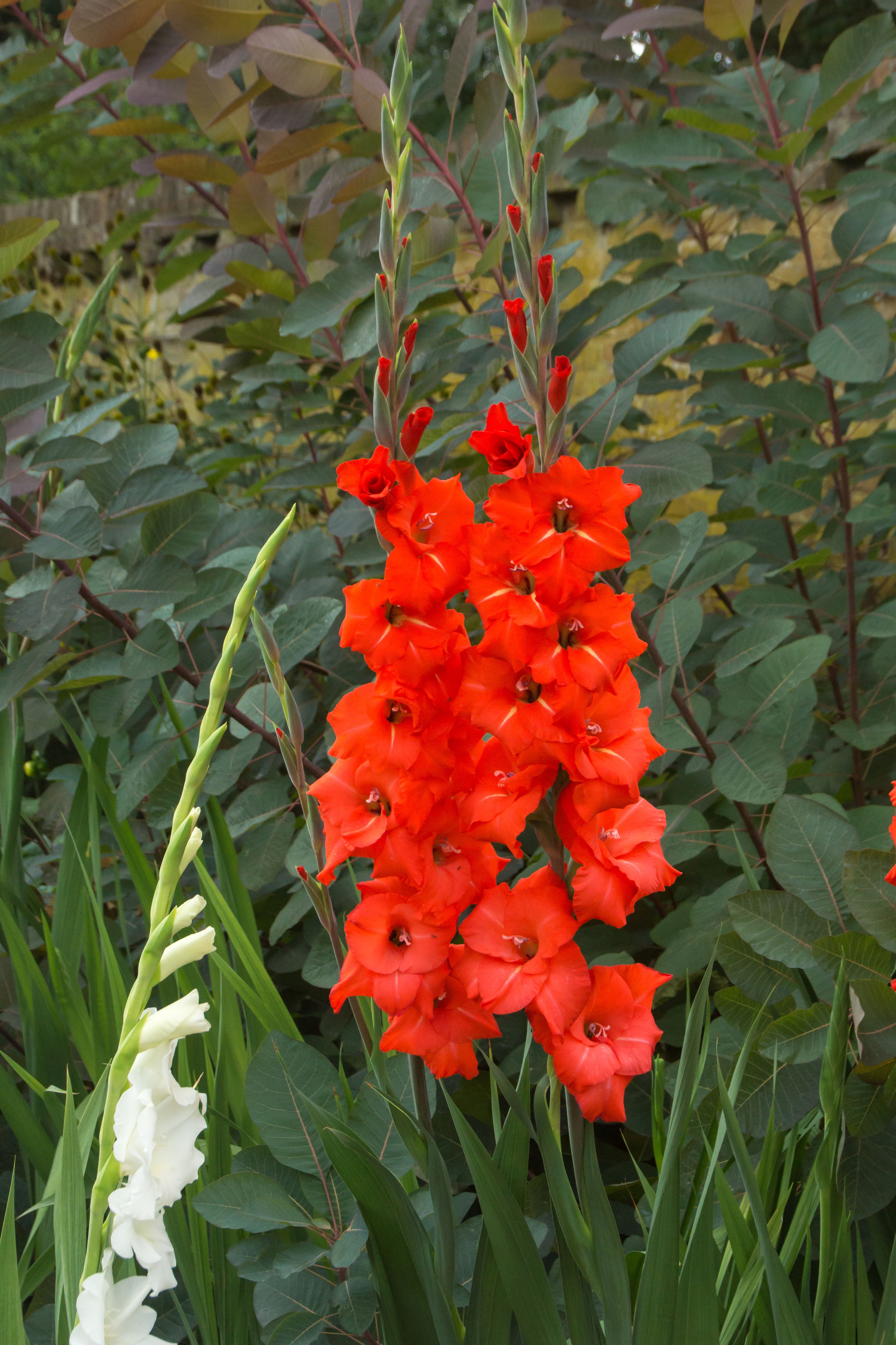 Patio City Garden Pot Gladiolus
