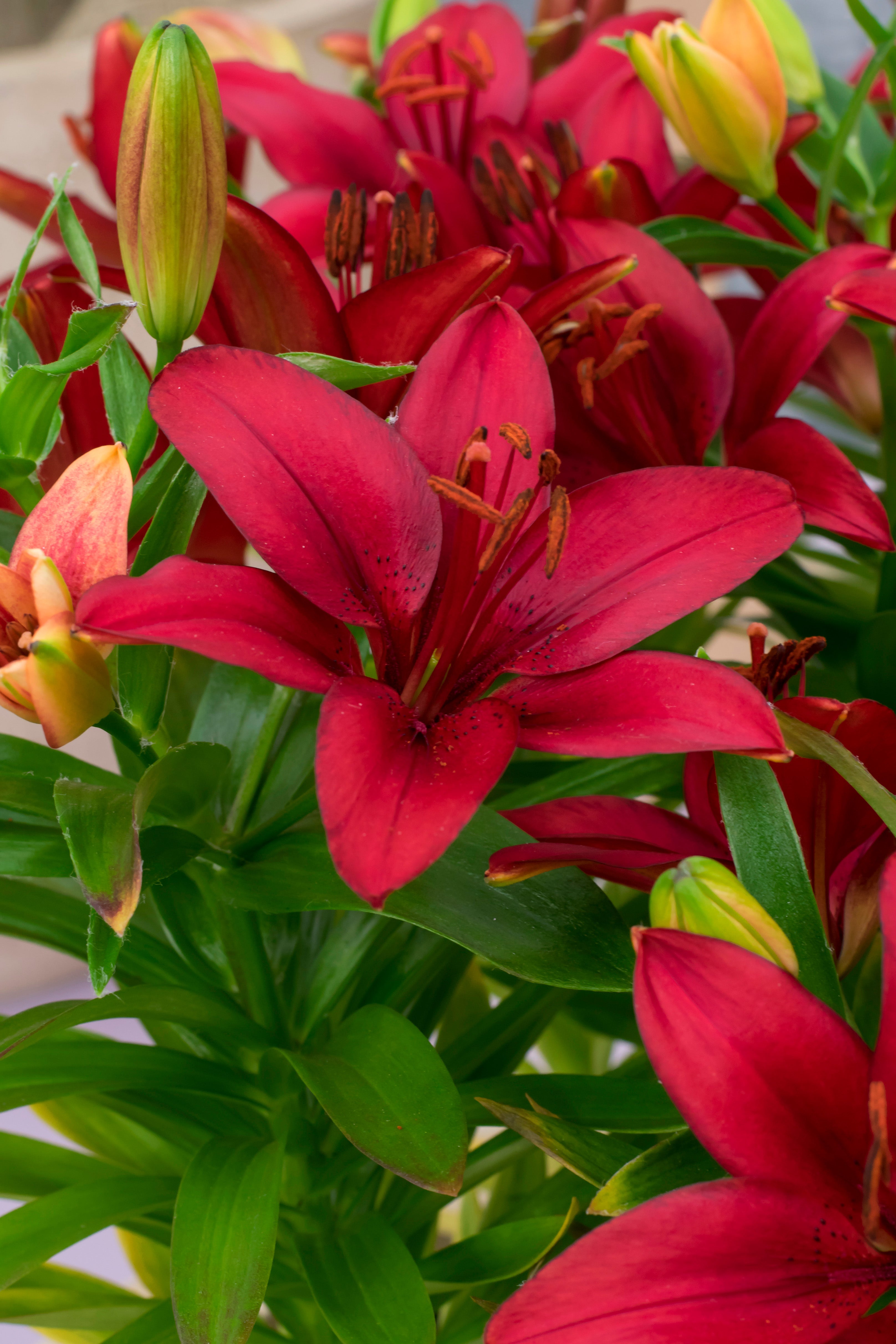 Lilium Asiatic Red