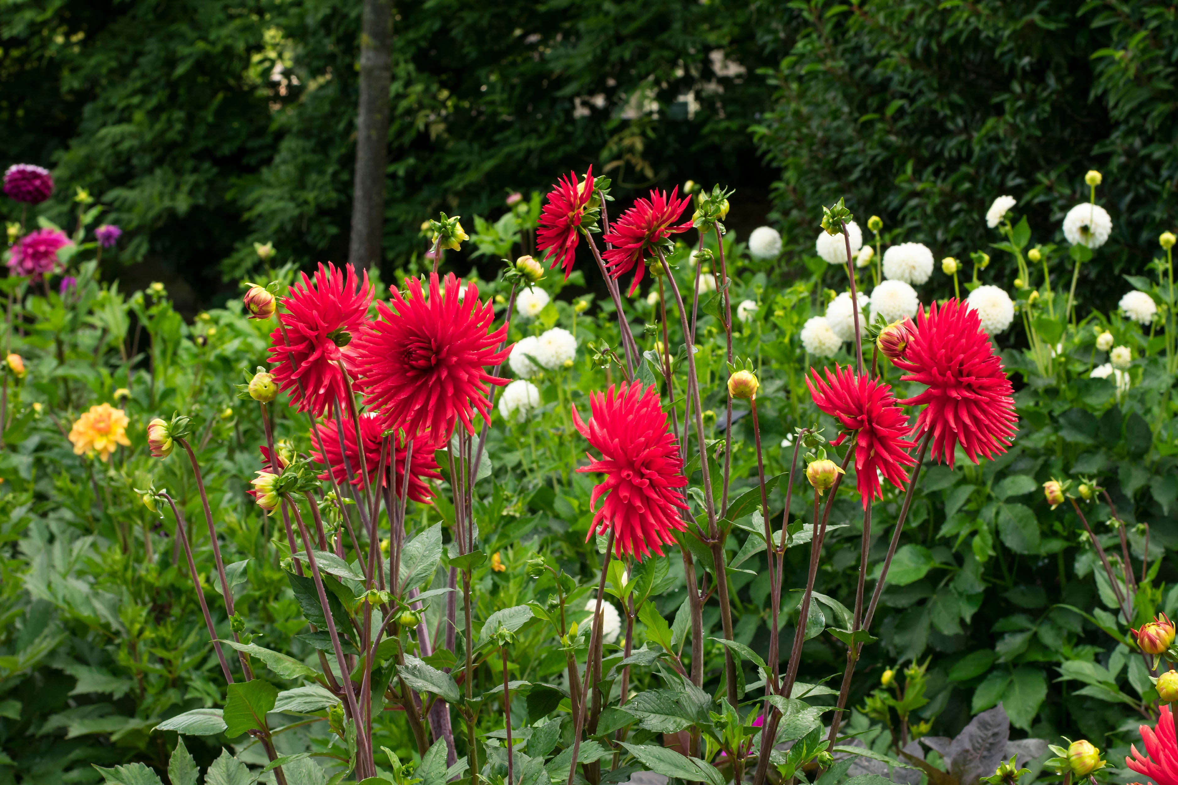 Dahlia Decorative Burning Love (1 Bulb)