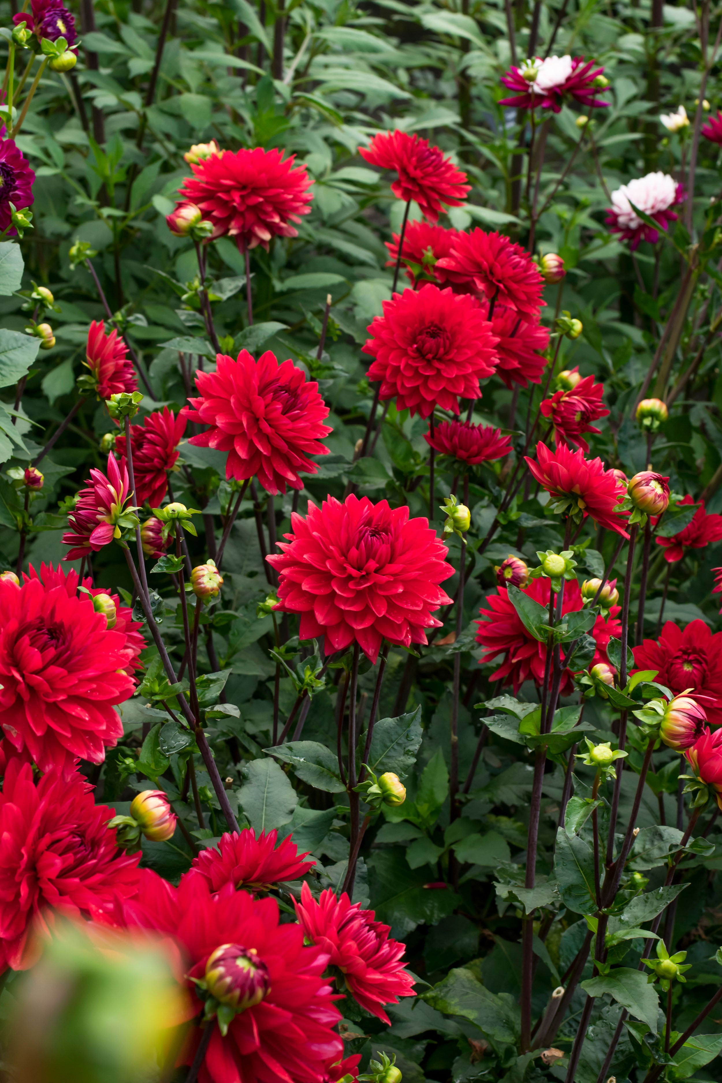 Dahlia Park Garden Wonder