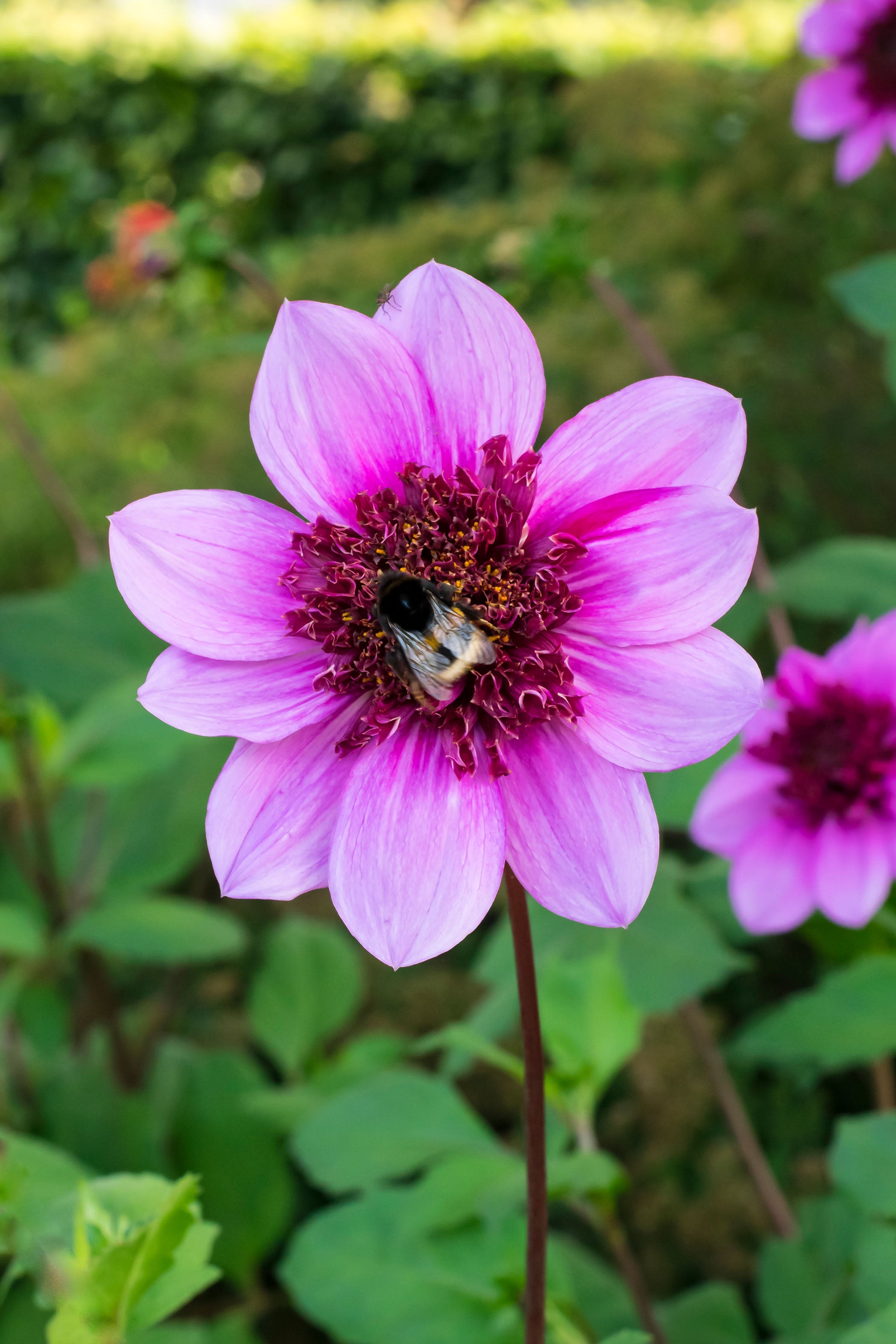 Dahlia Mignon Blue Bayou