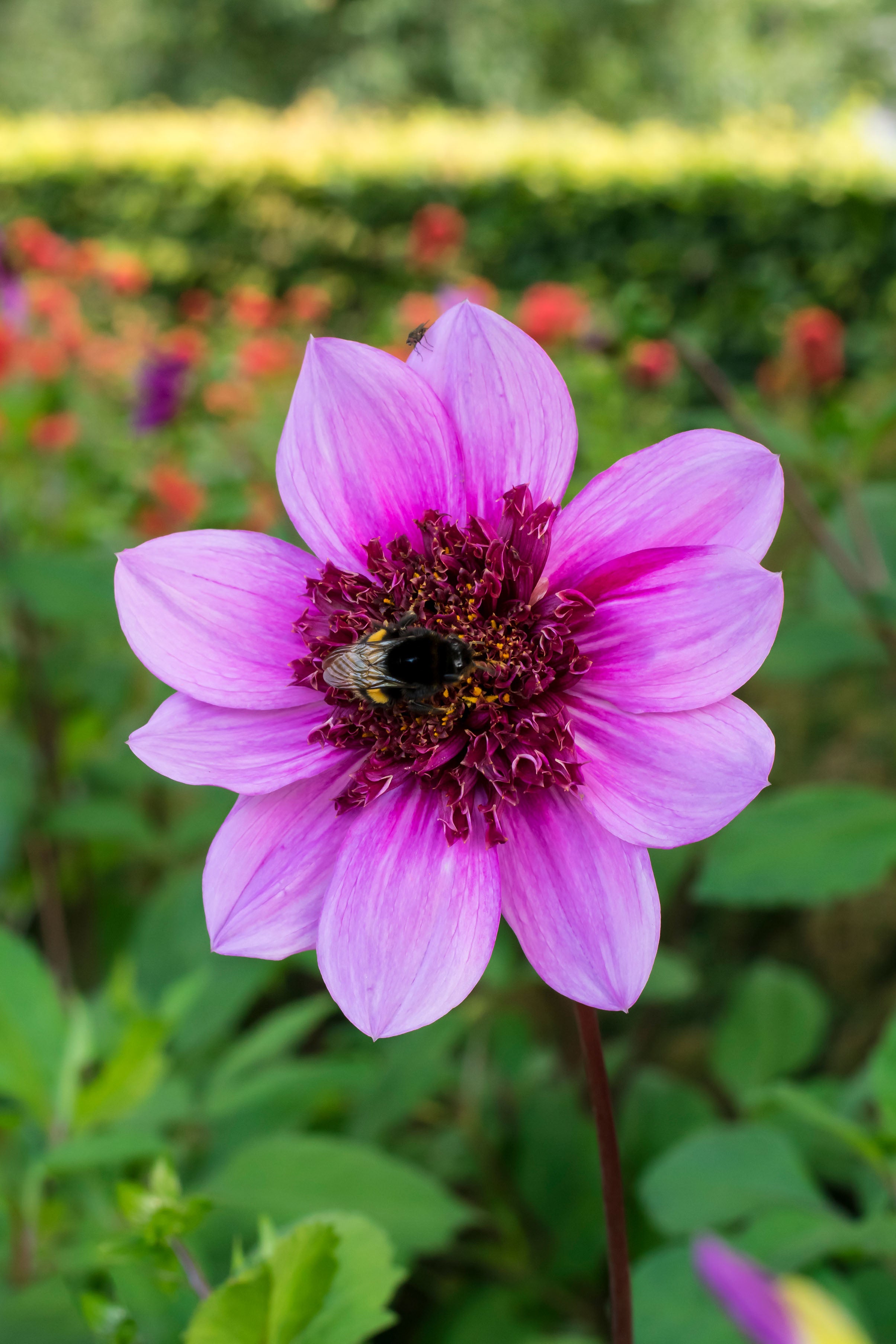 Dahlia Mignon Blue Bayou