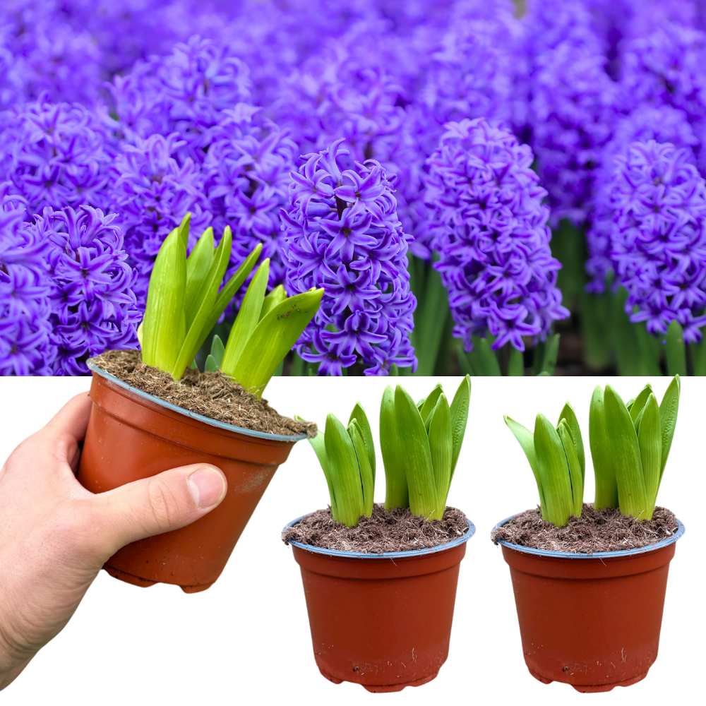 Purple Hyacinth Plants in Pots – 3 x 1 Litre Pots (9 Flowering Bulbs)