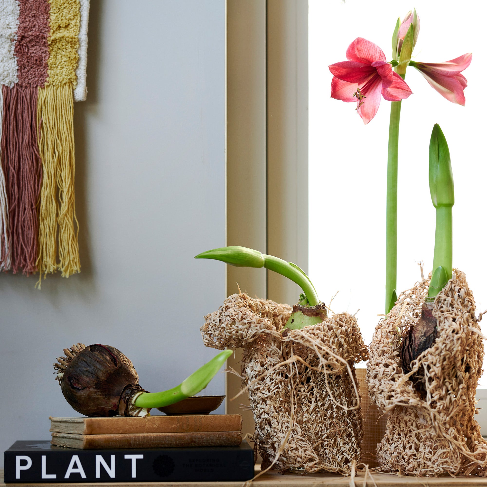 Deluxe Amaryllis Pink (1 bulb, pot & compost) - Gift Box