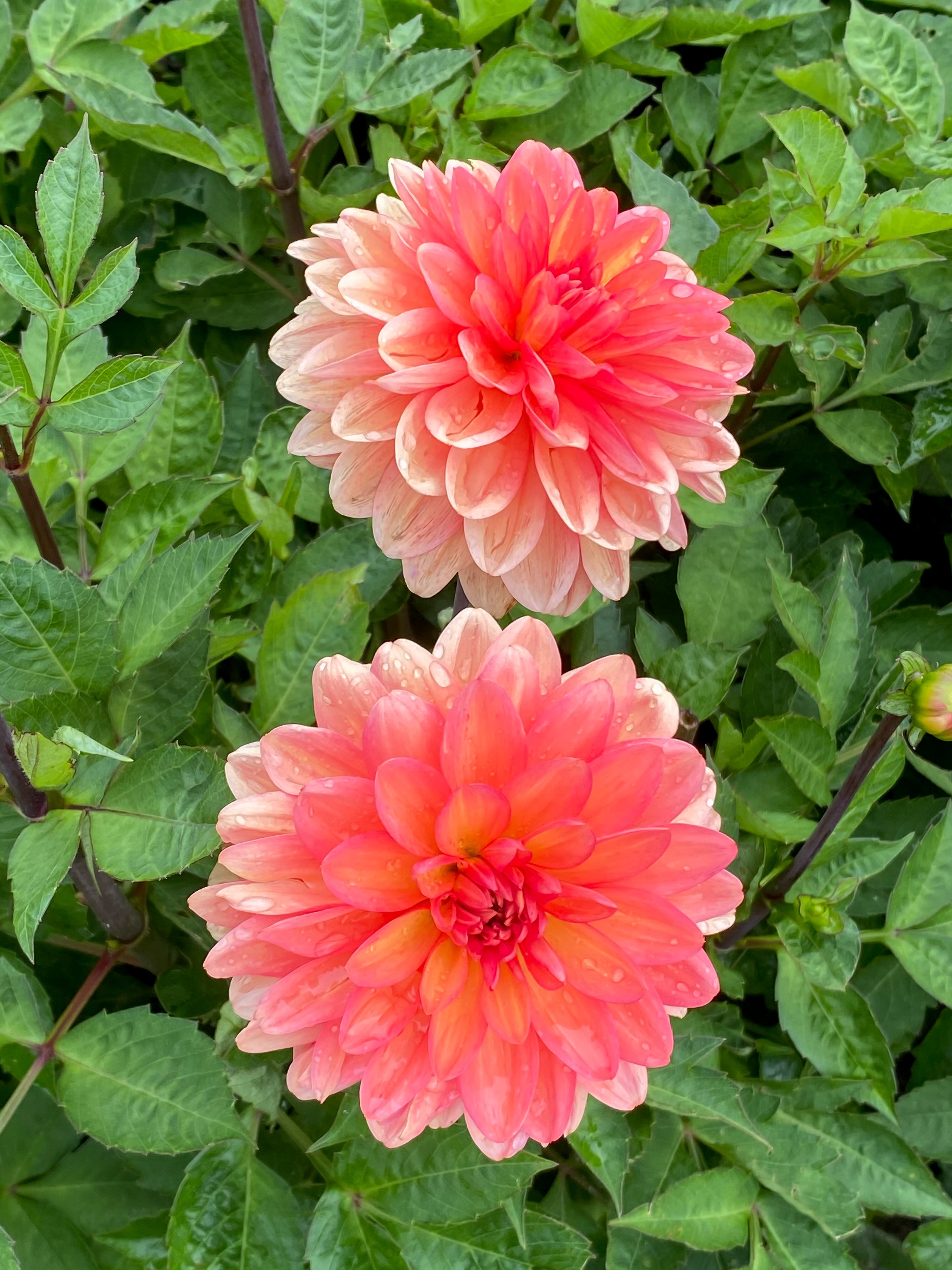 Dahlia Go Go Peach