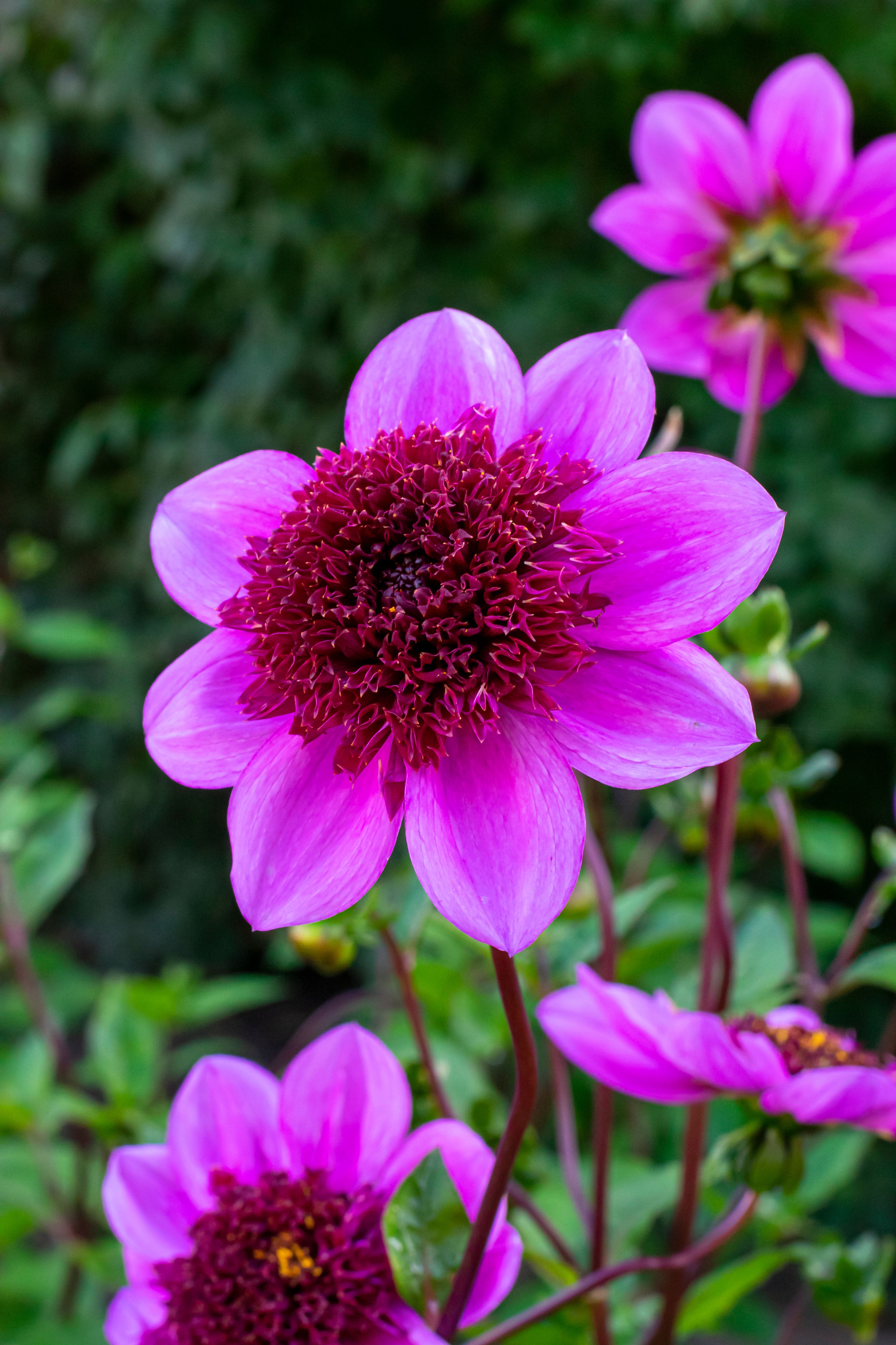 Dahlia Mignon Blue Bayou (1 Bulb)