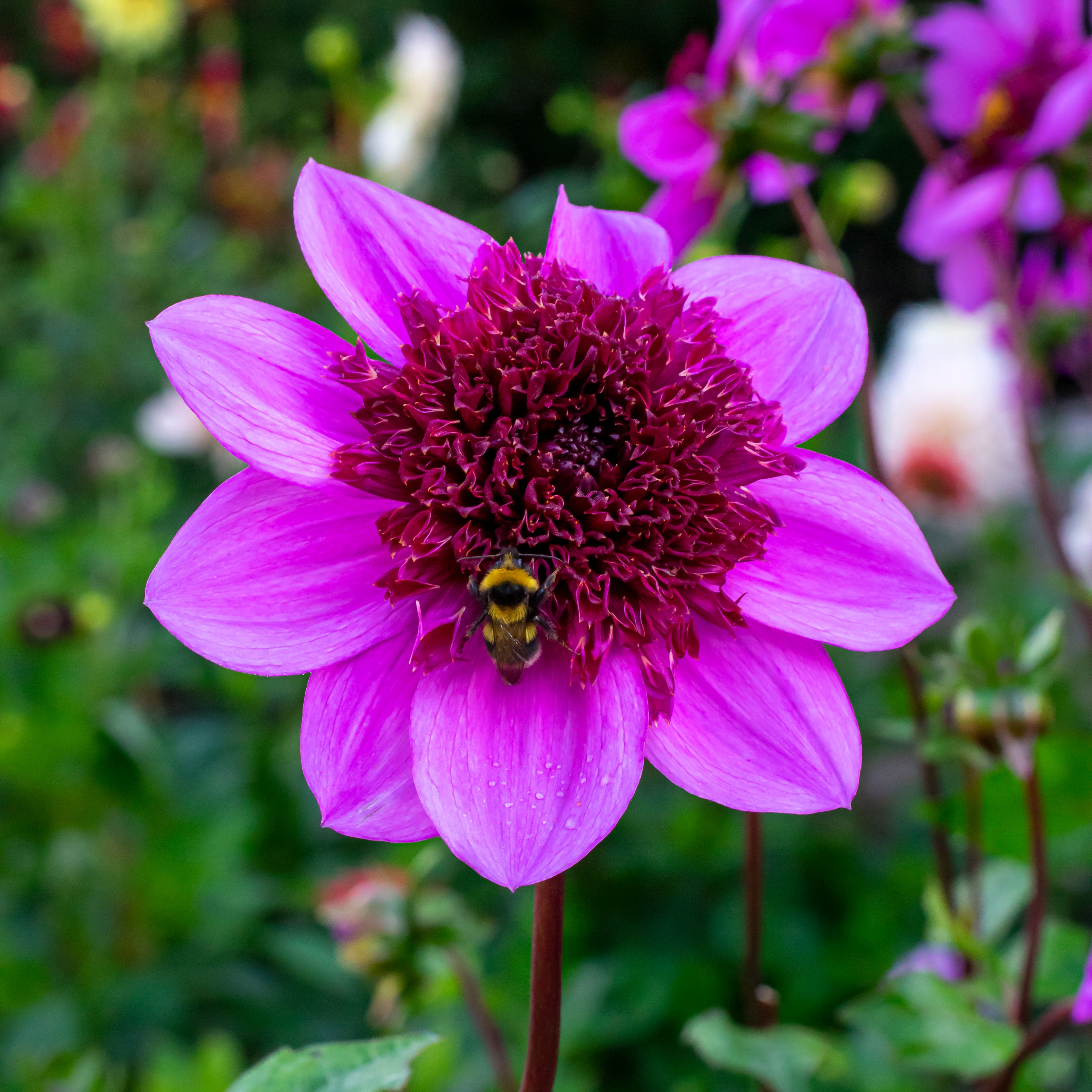 Dahlia Mignon Blue Bayou