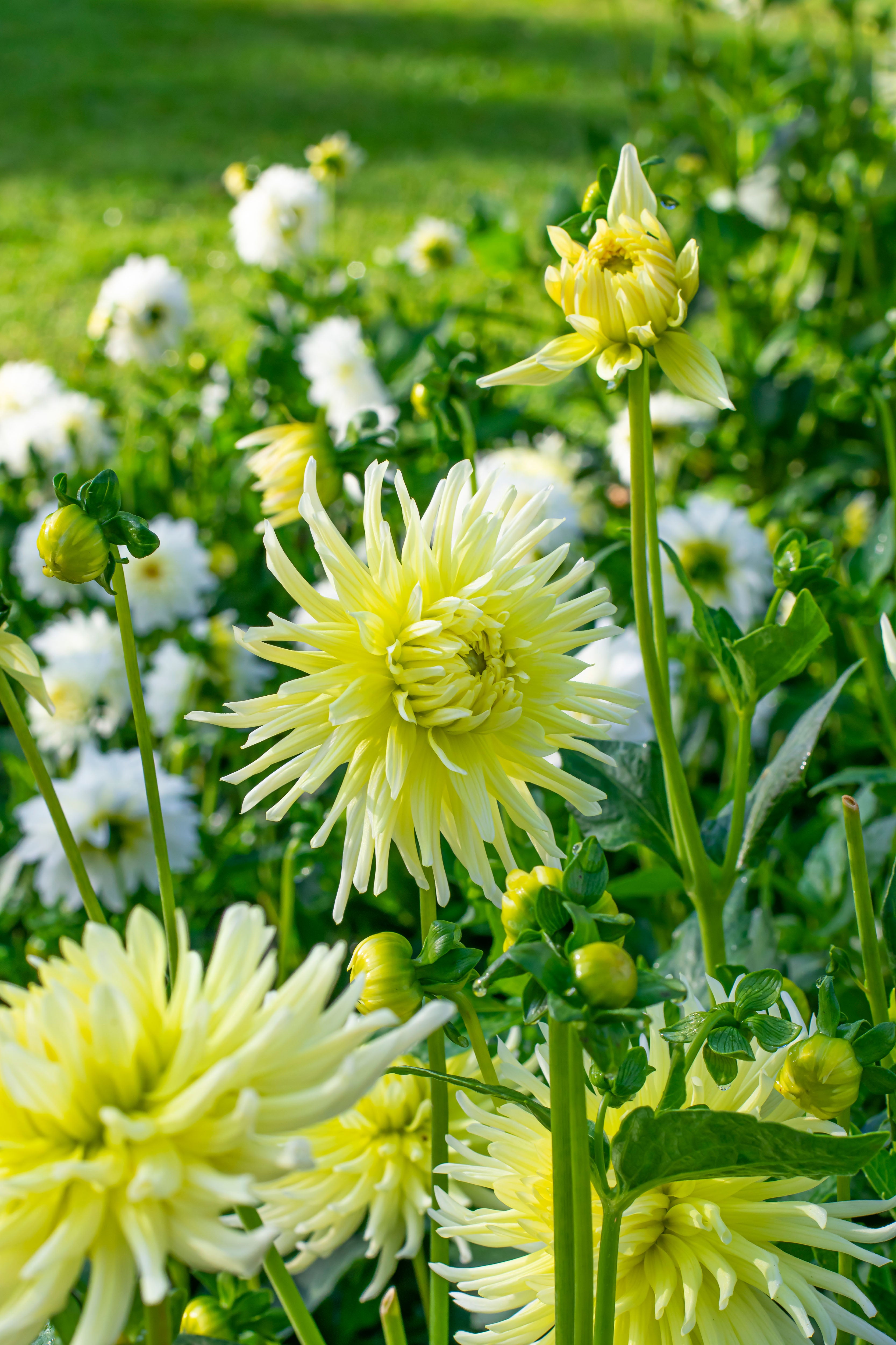 Dahlia Cactus Yellow Star