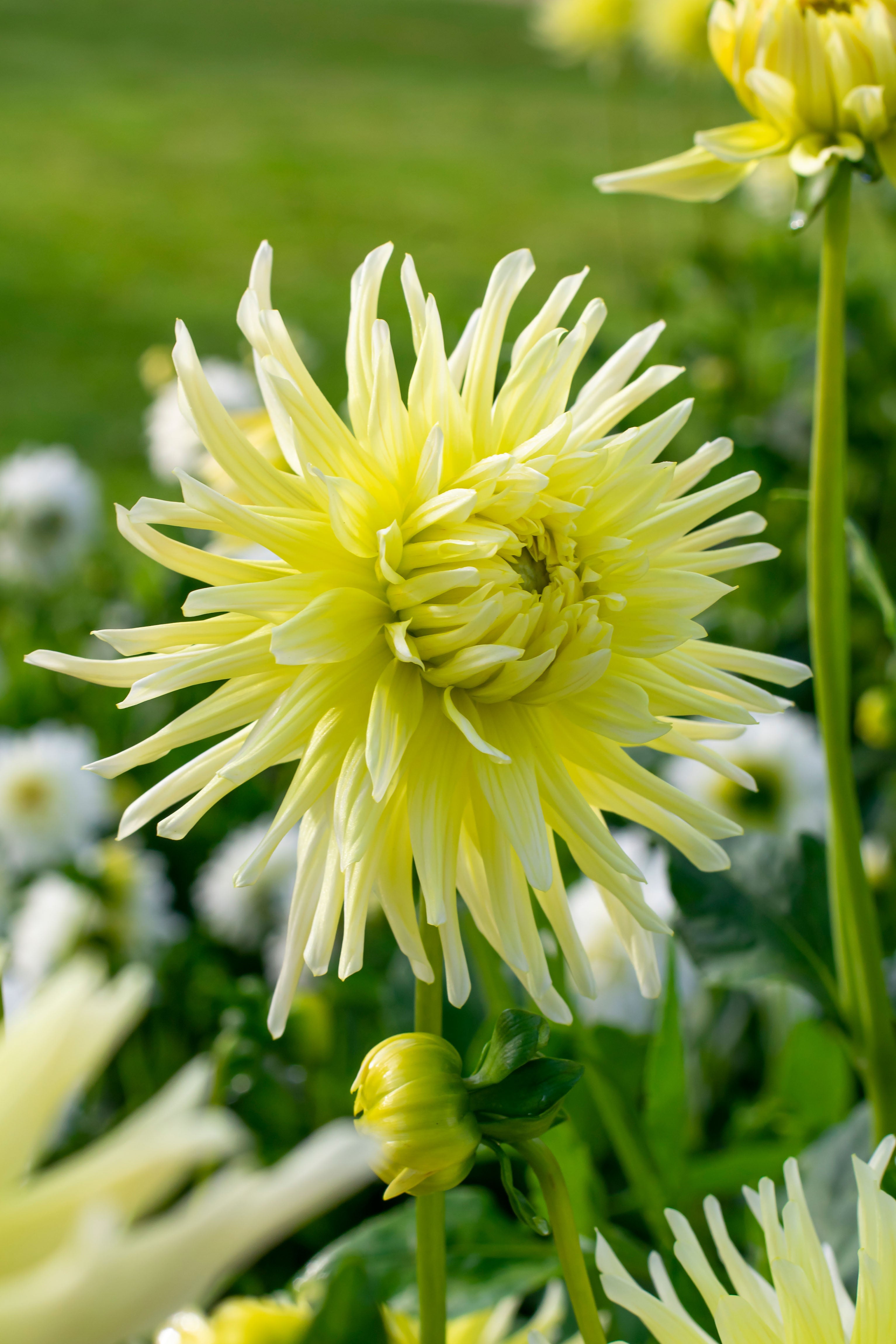Dahlia Cactus Yellow Star