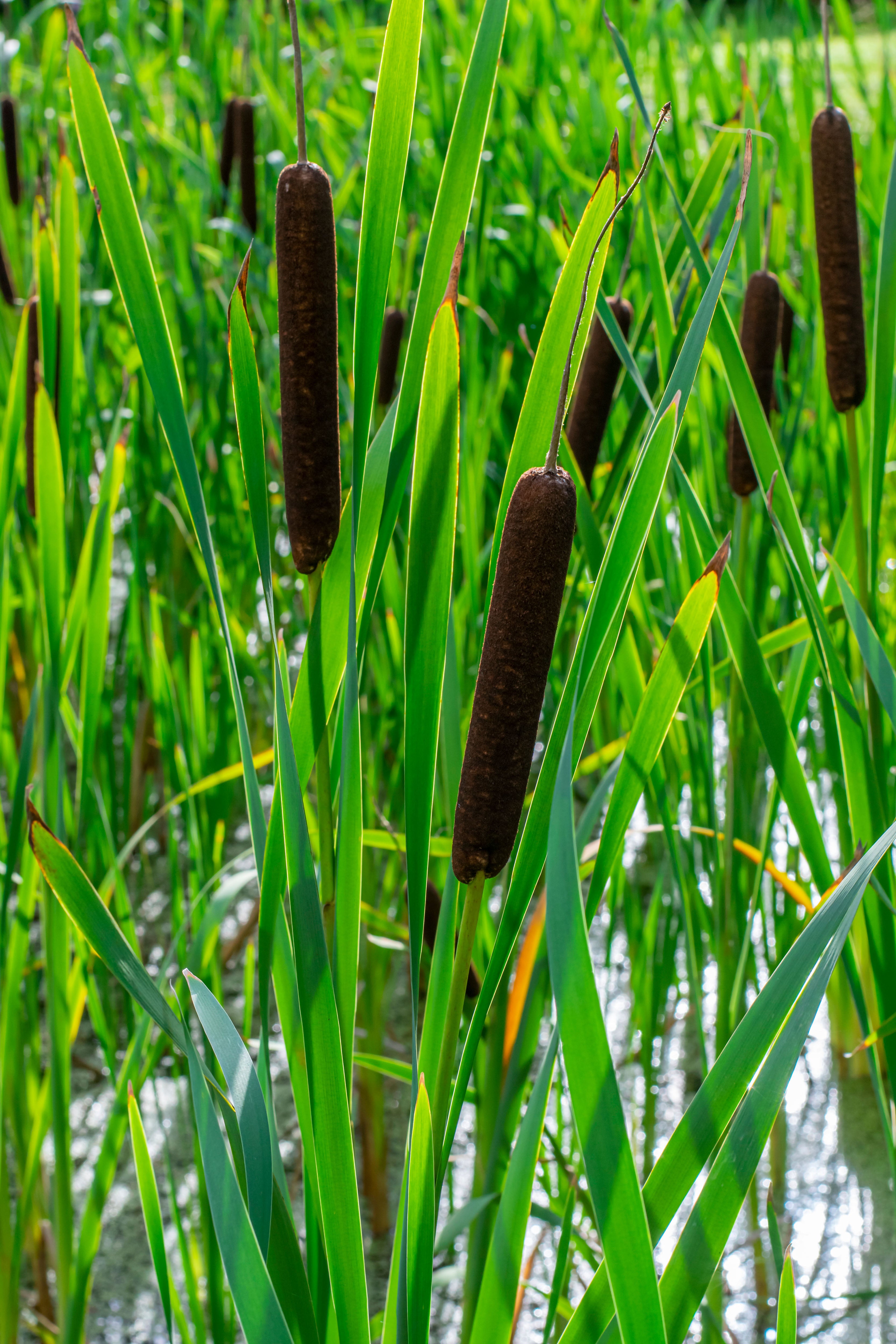Typha