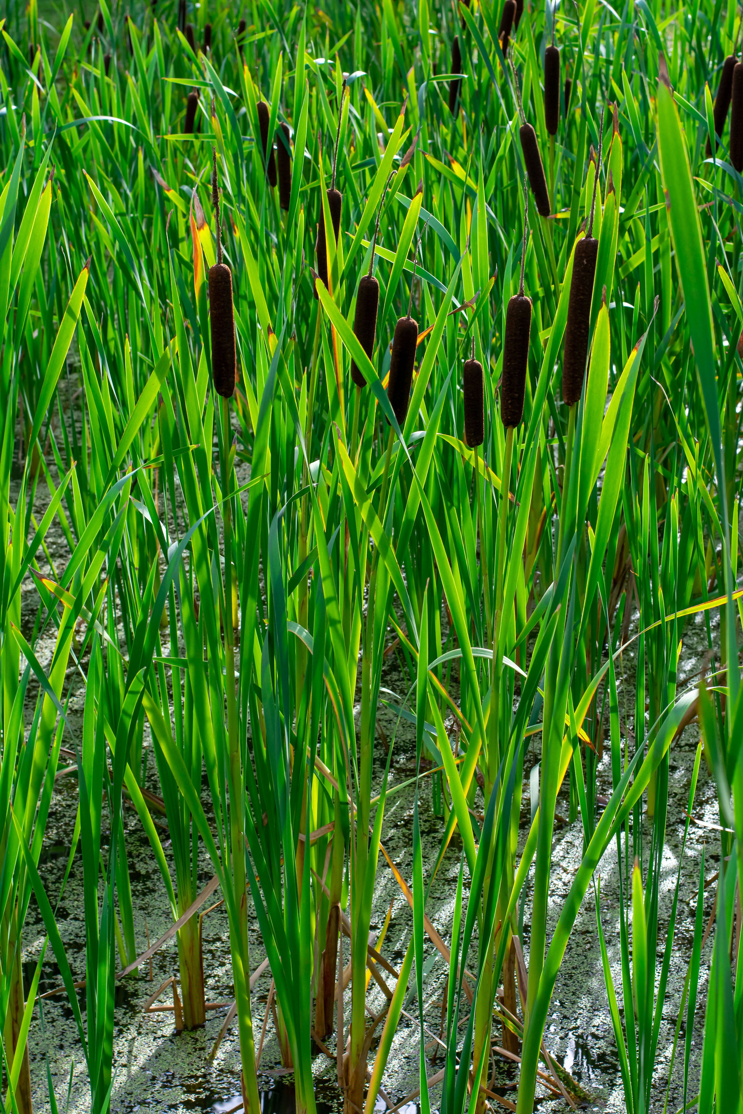 Typha