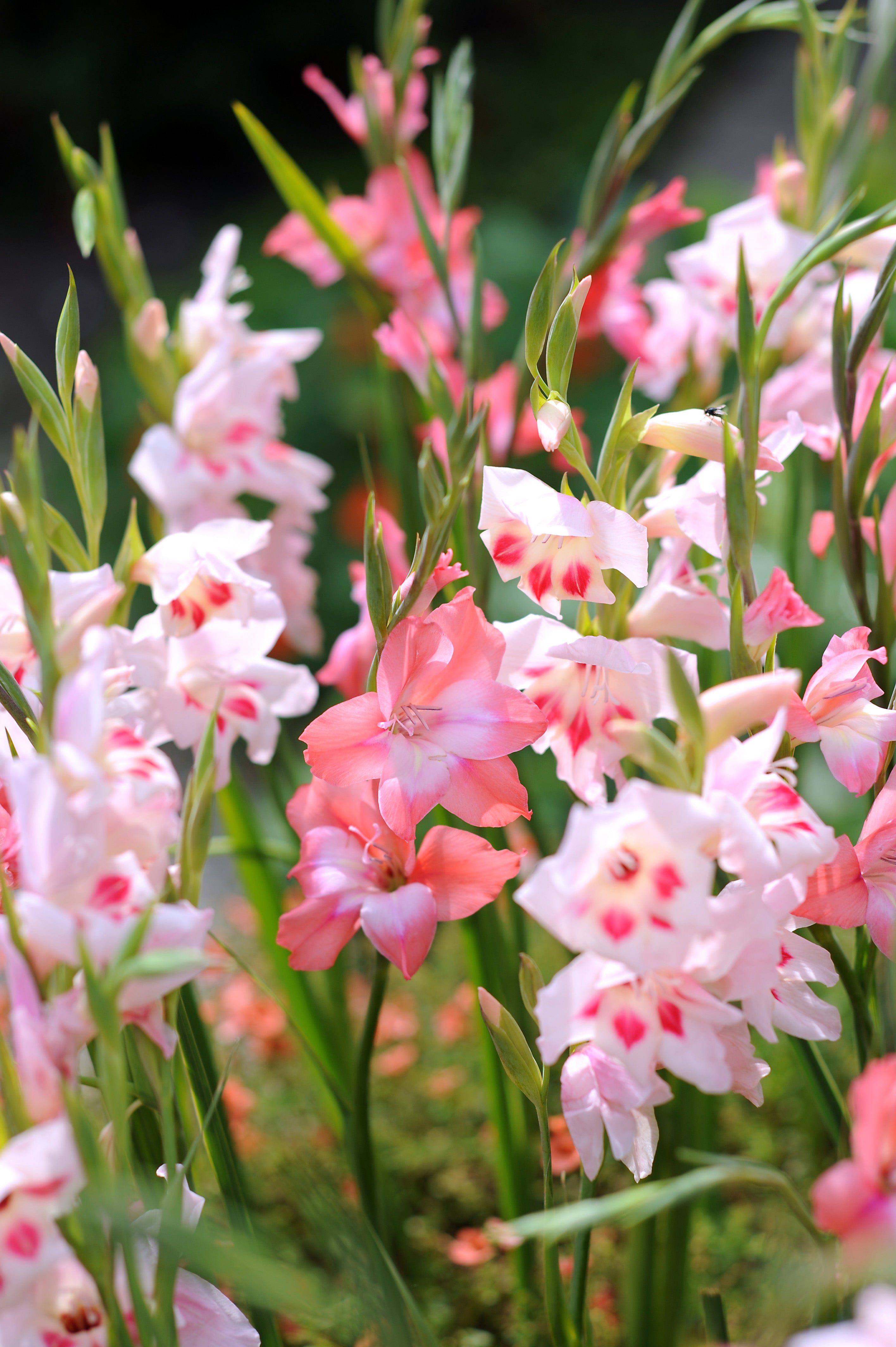 Gladiolus Nanus Mix (10 Bulbs)