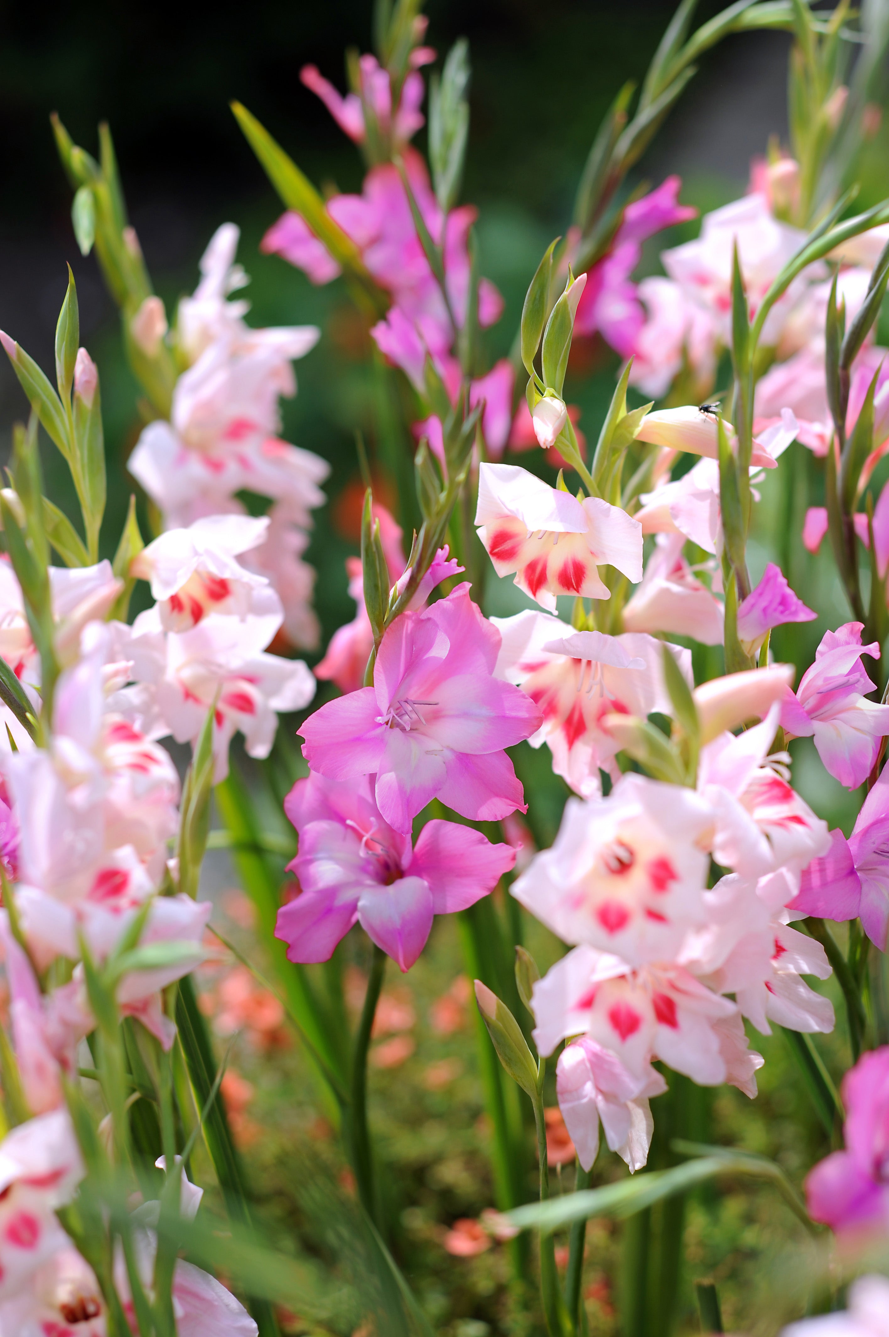 Gladiolus Nanus Mix