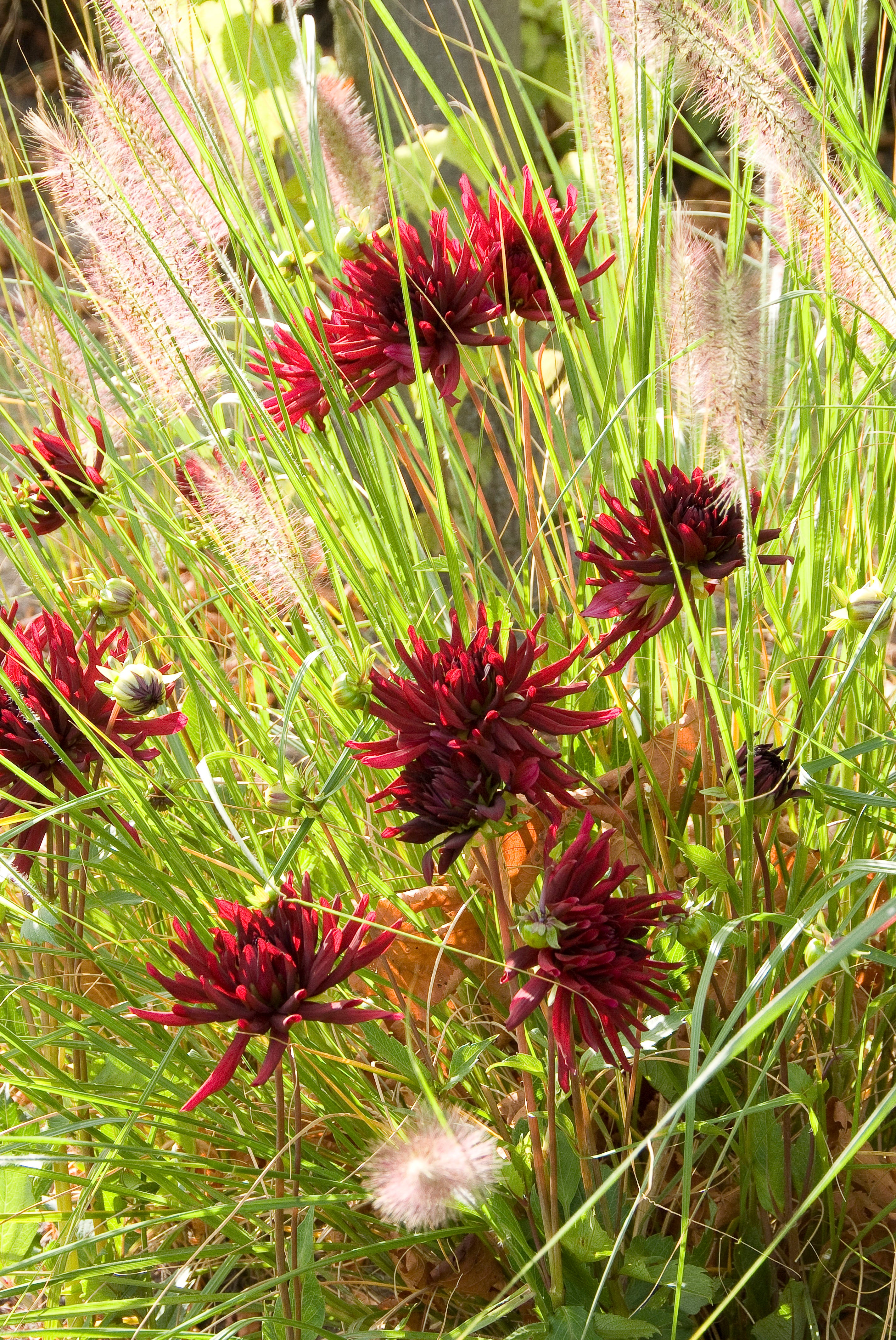 Dahlia Cactus Nuit D'Été