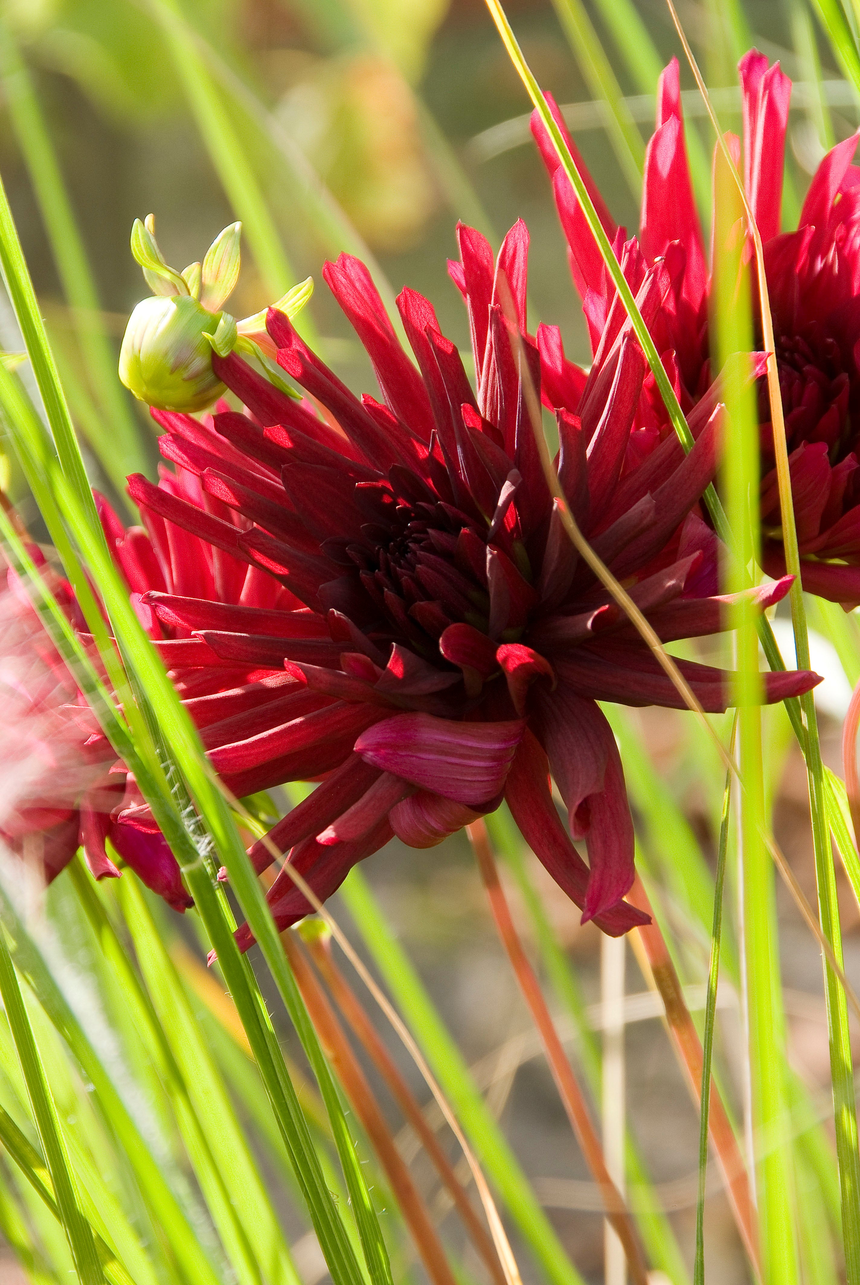 Dahlia Cactus Nuit D'Été