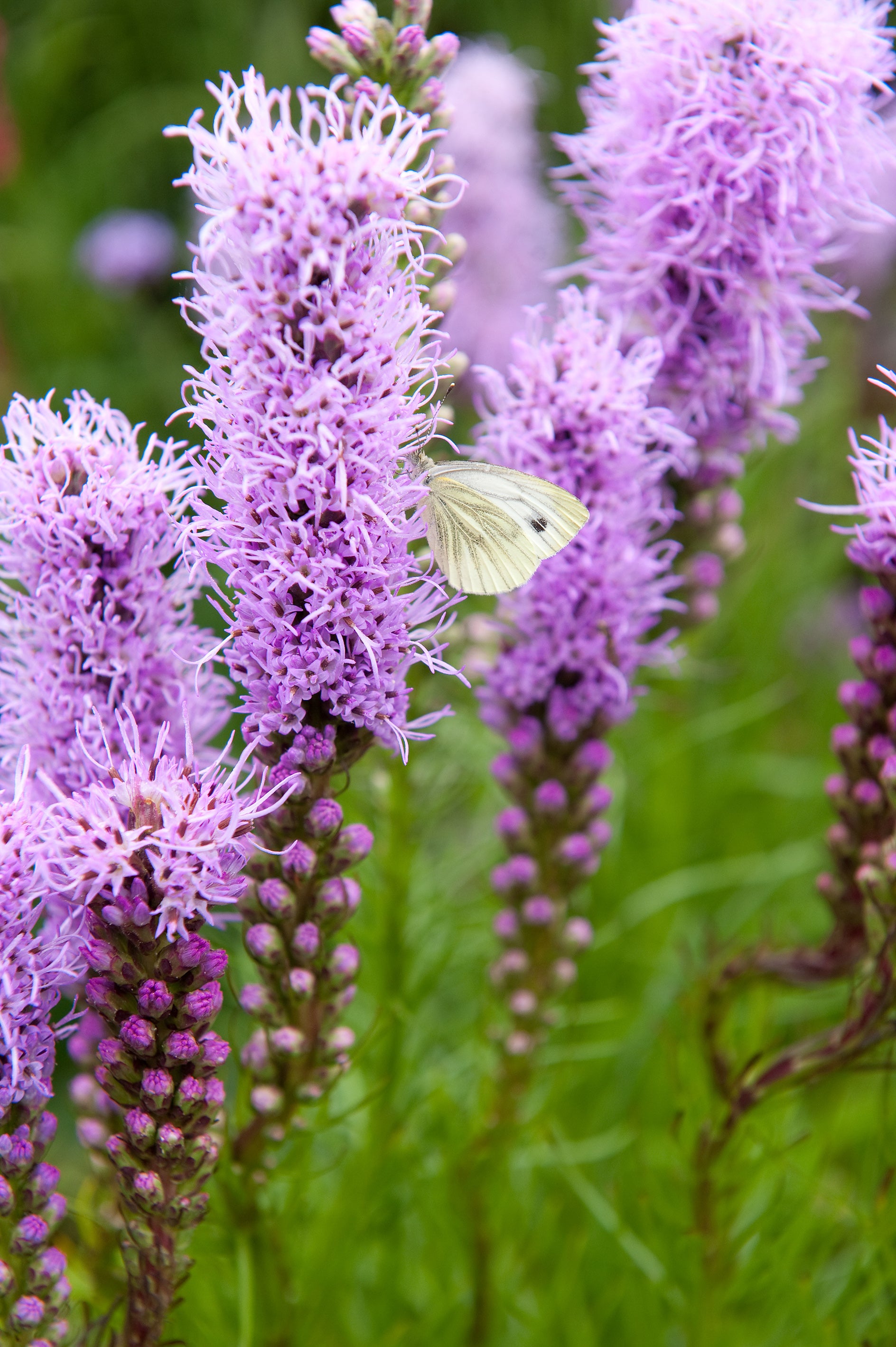 Liatris Spicata Violet-Blue