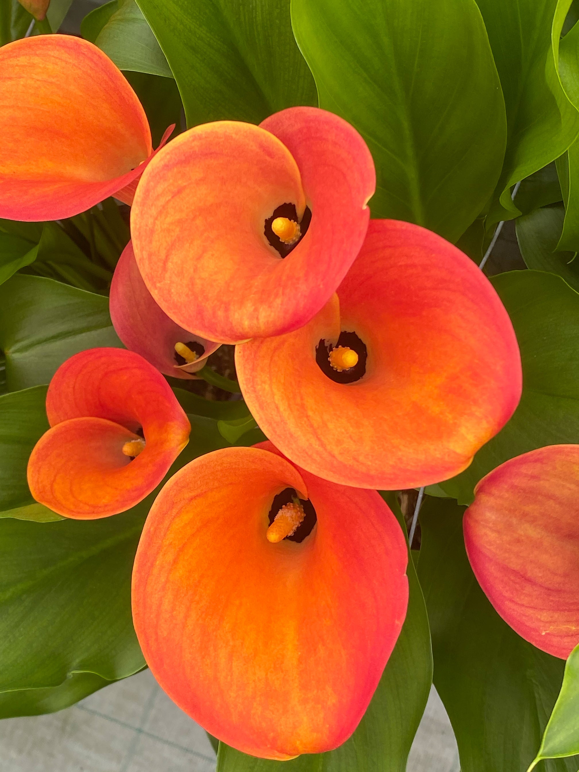 Zantedeschia Orange