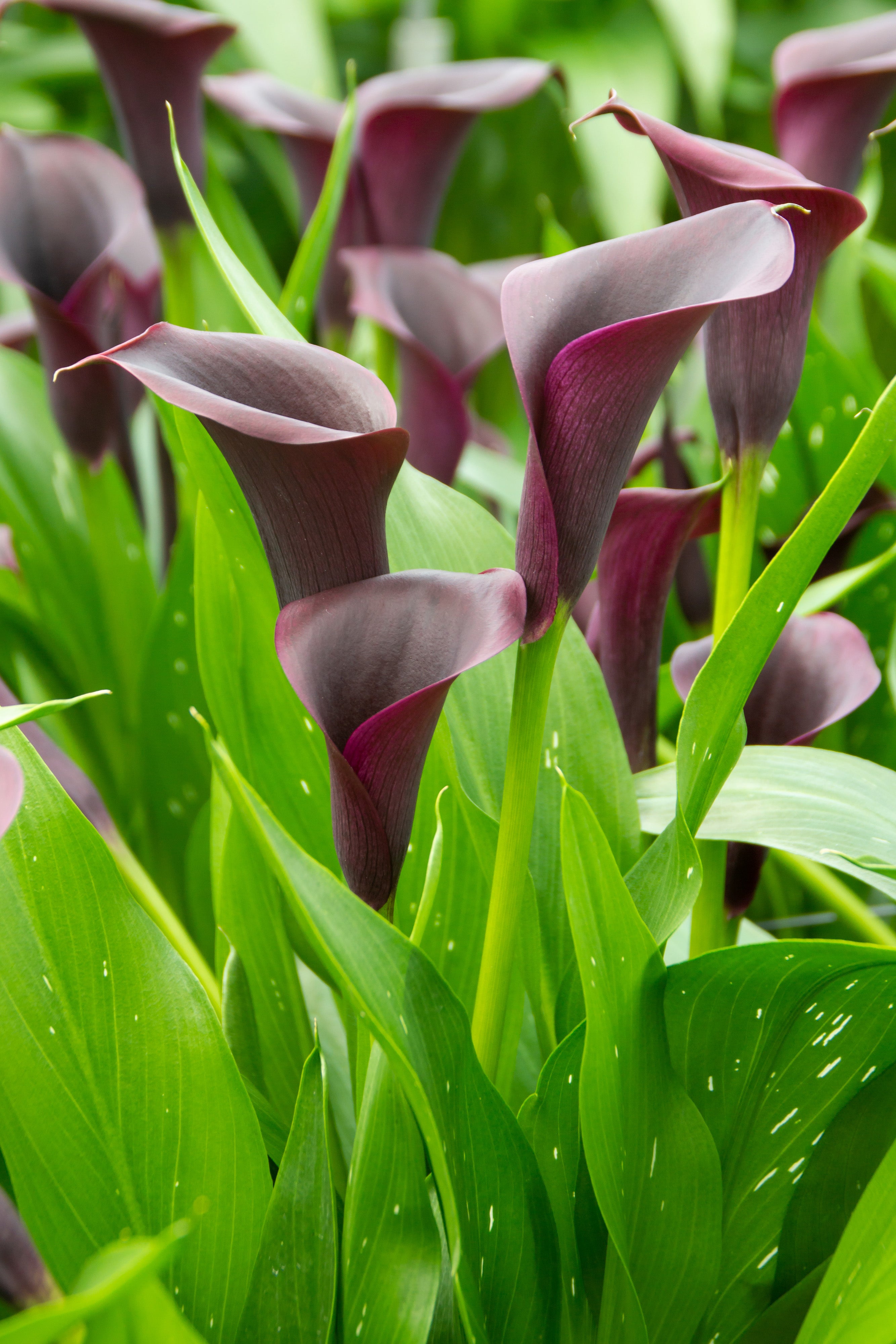 Zantedeschia Purple Sensation