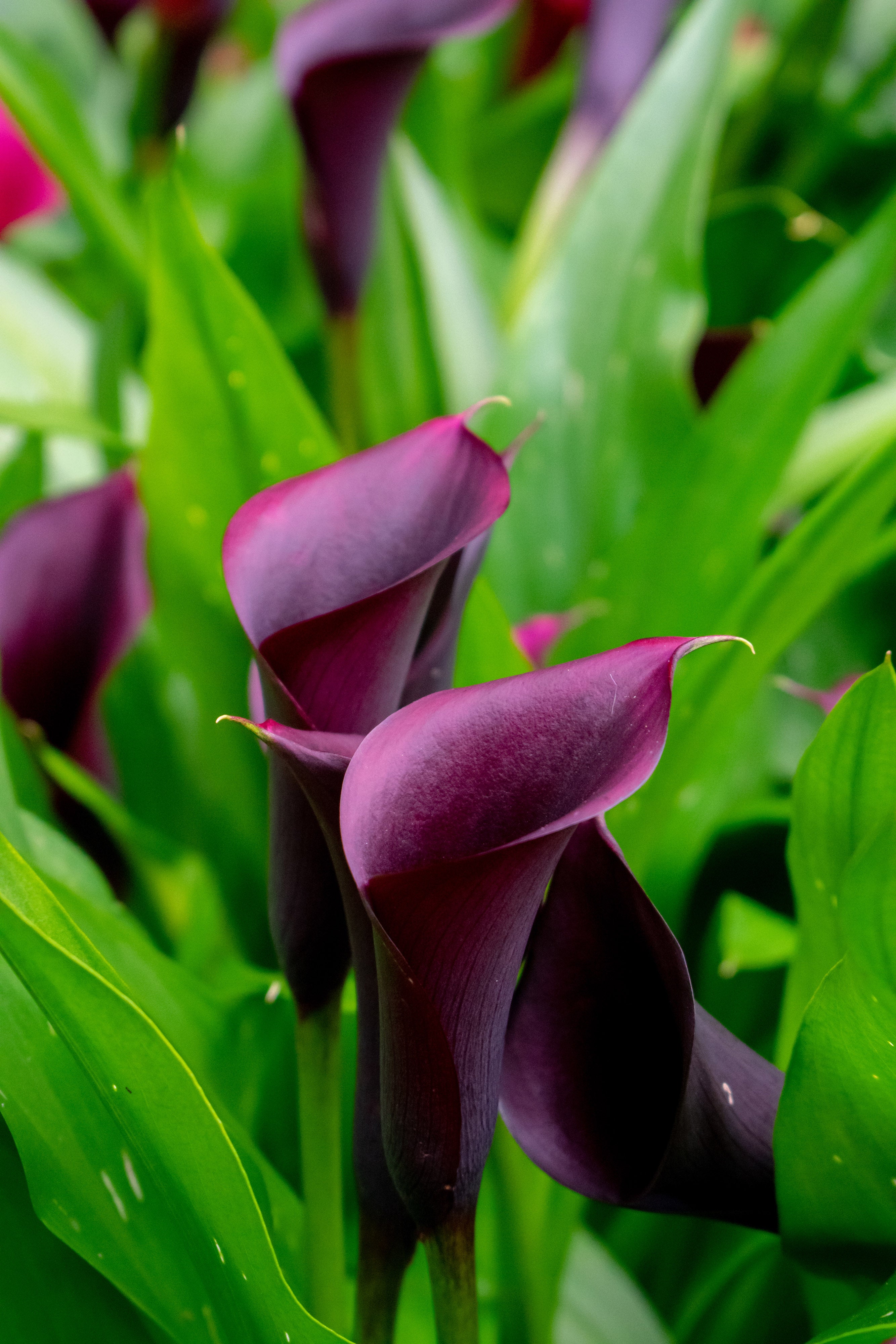 Zantedeschia Purple Sensation