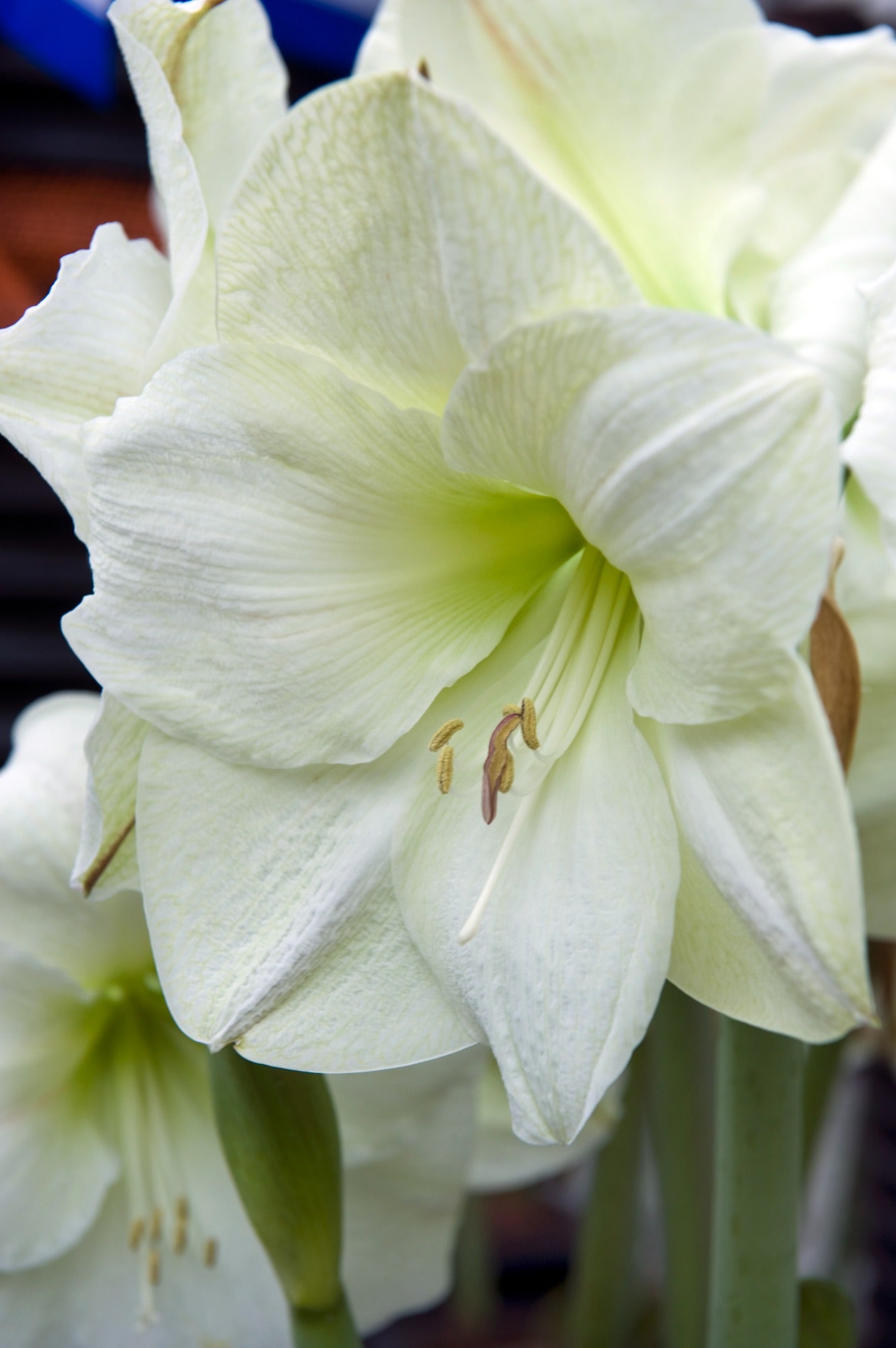 Amaryllis White Gift Box