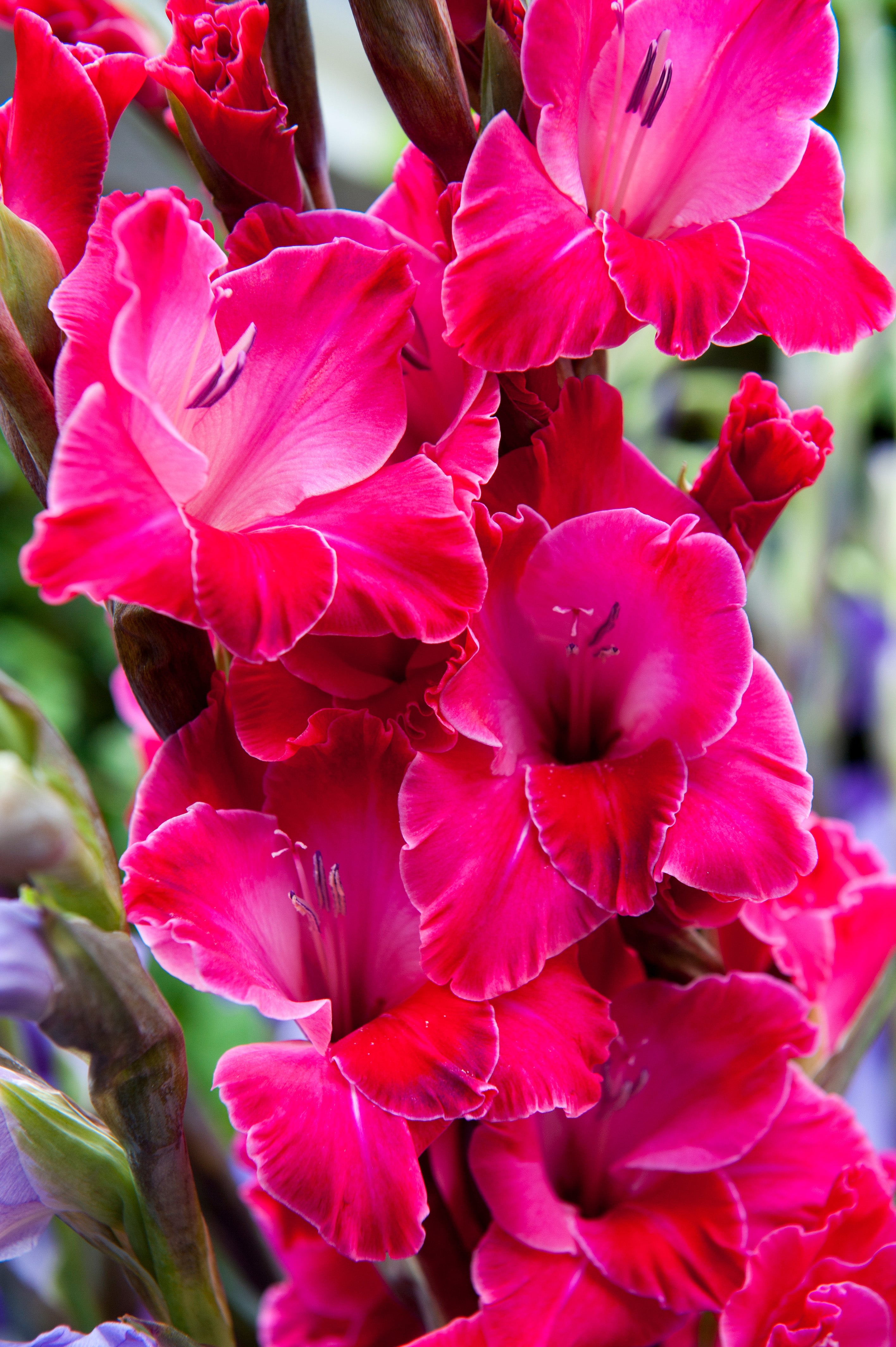 Patio City Garden Pot Gladiolus