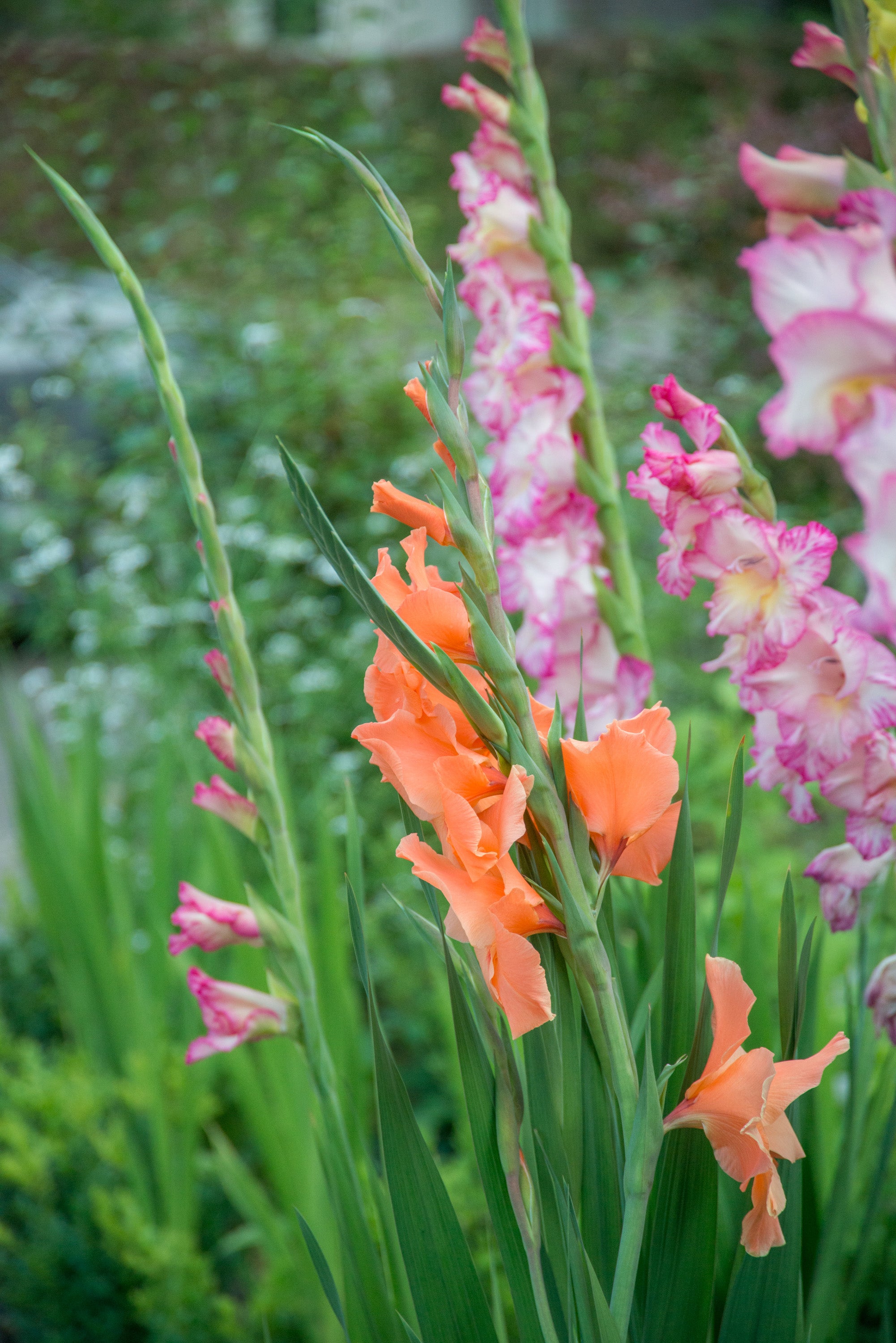 Gladiolus Mix