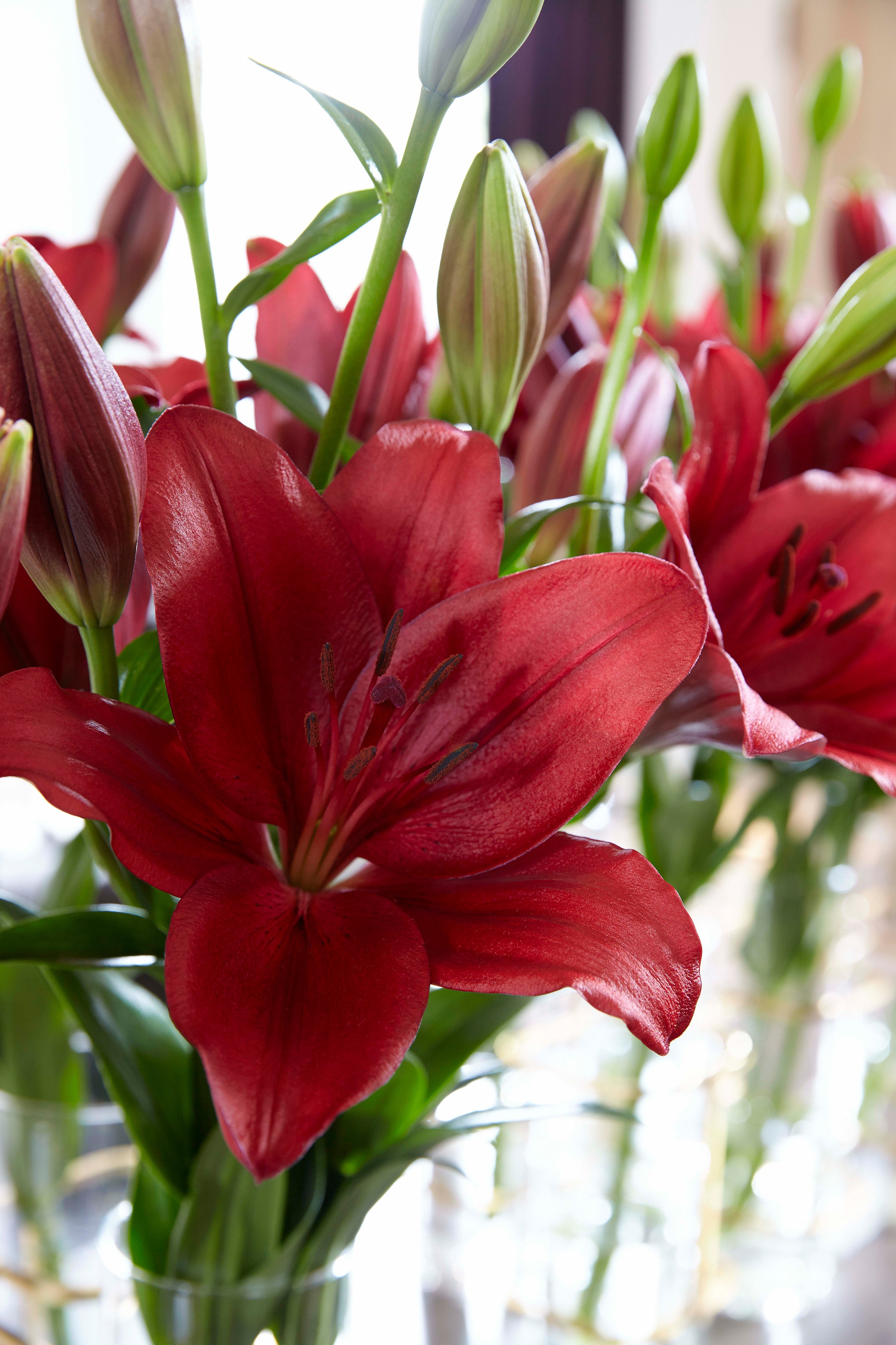 Lilium Asiatic Red