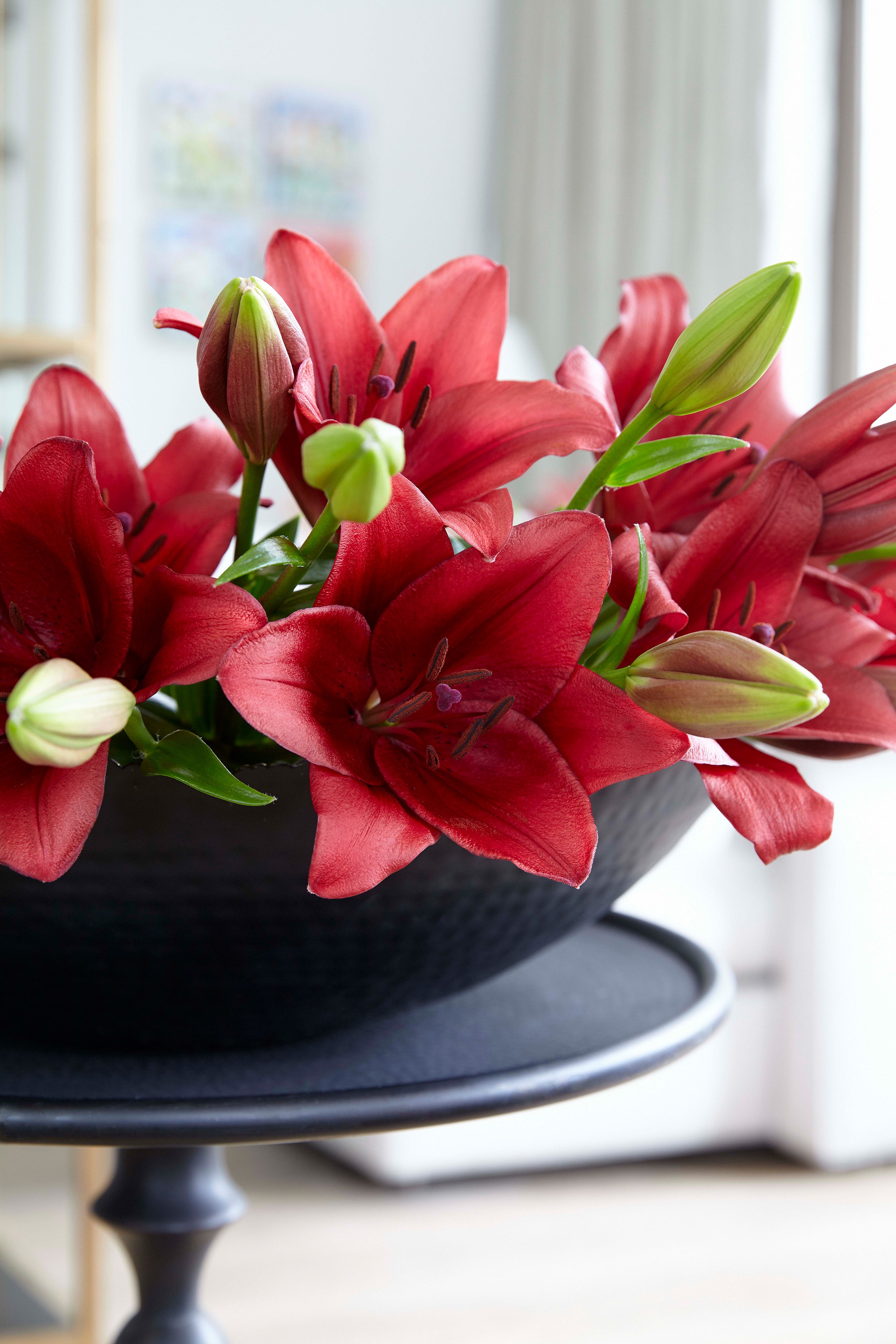 Lilium Asiatic Red