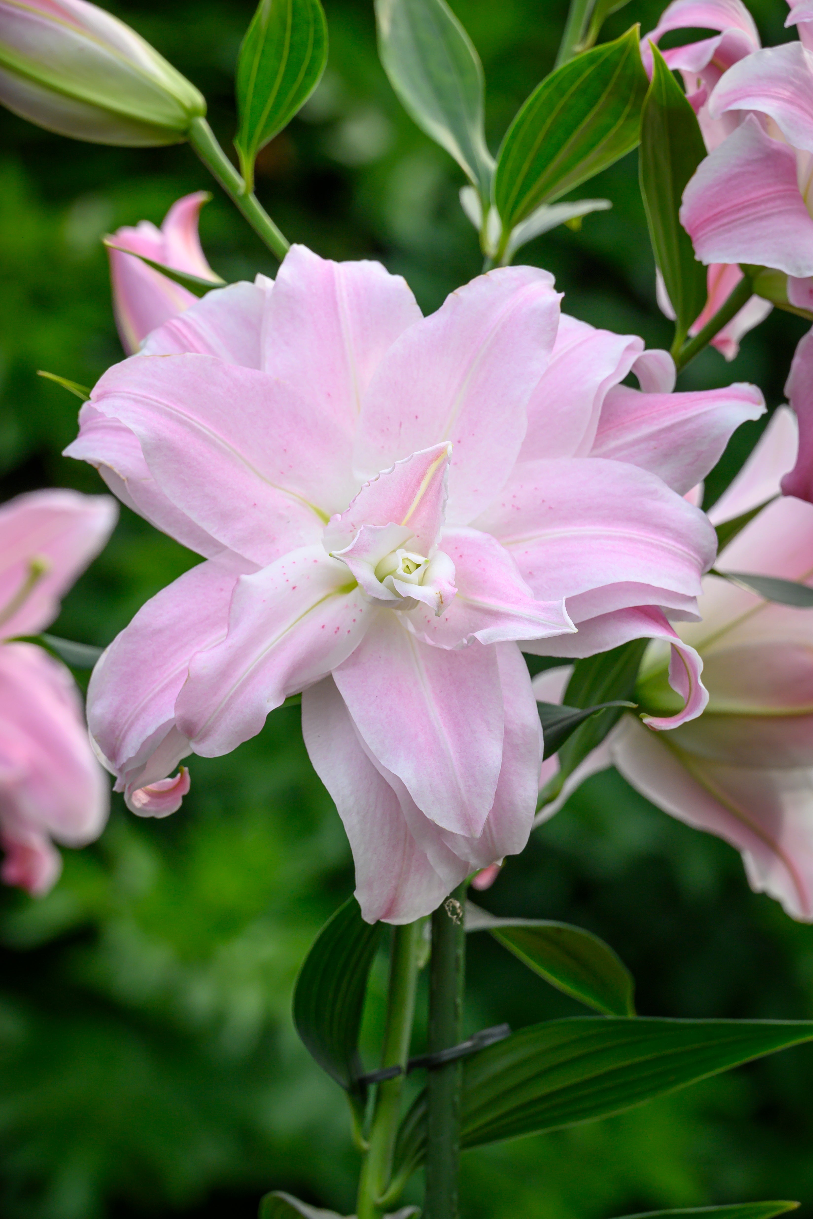 Lilium Oriental Curly Sue