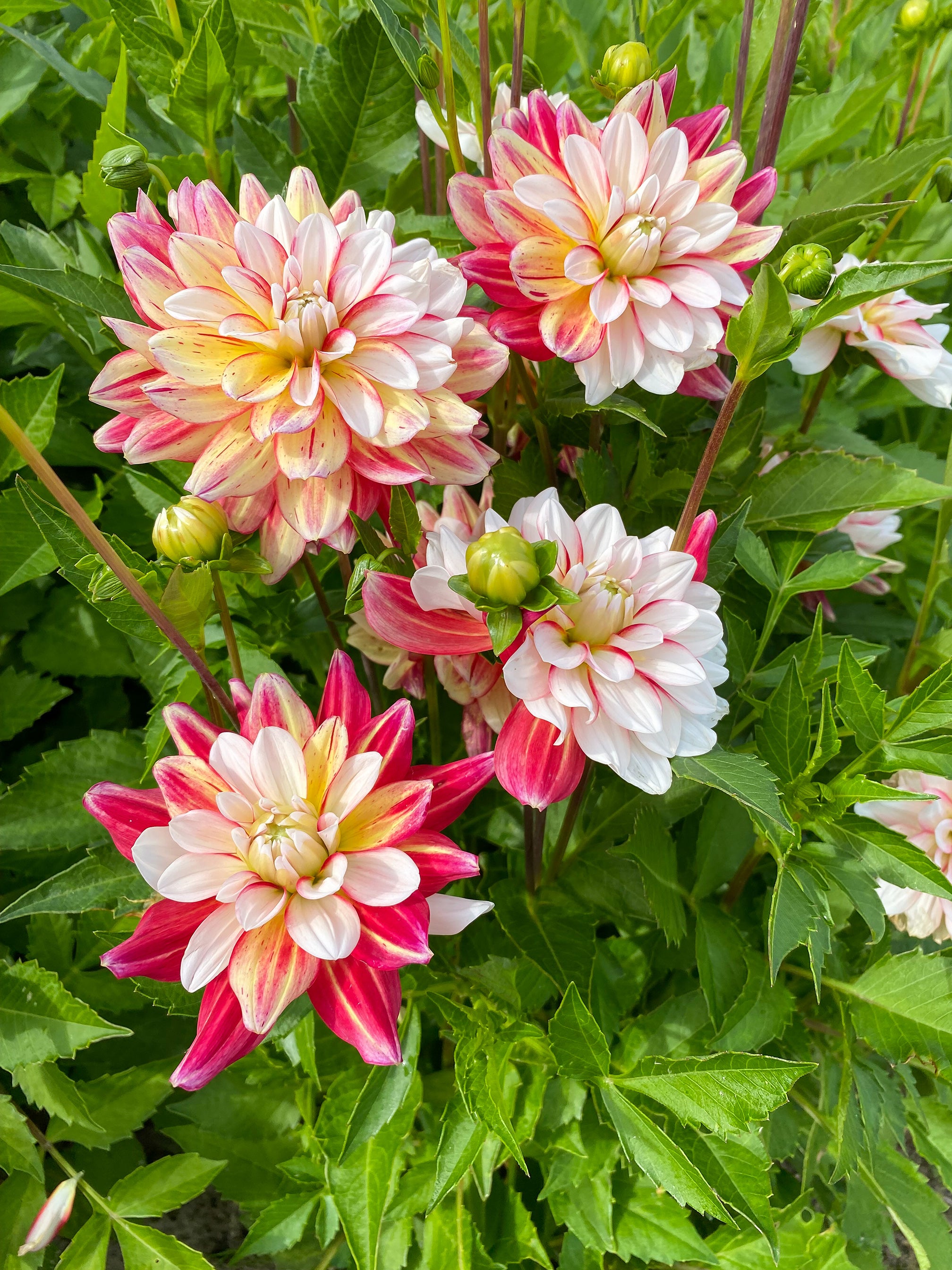 Dahlia Short Track