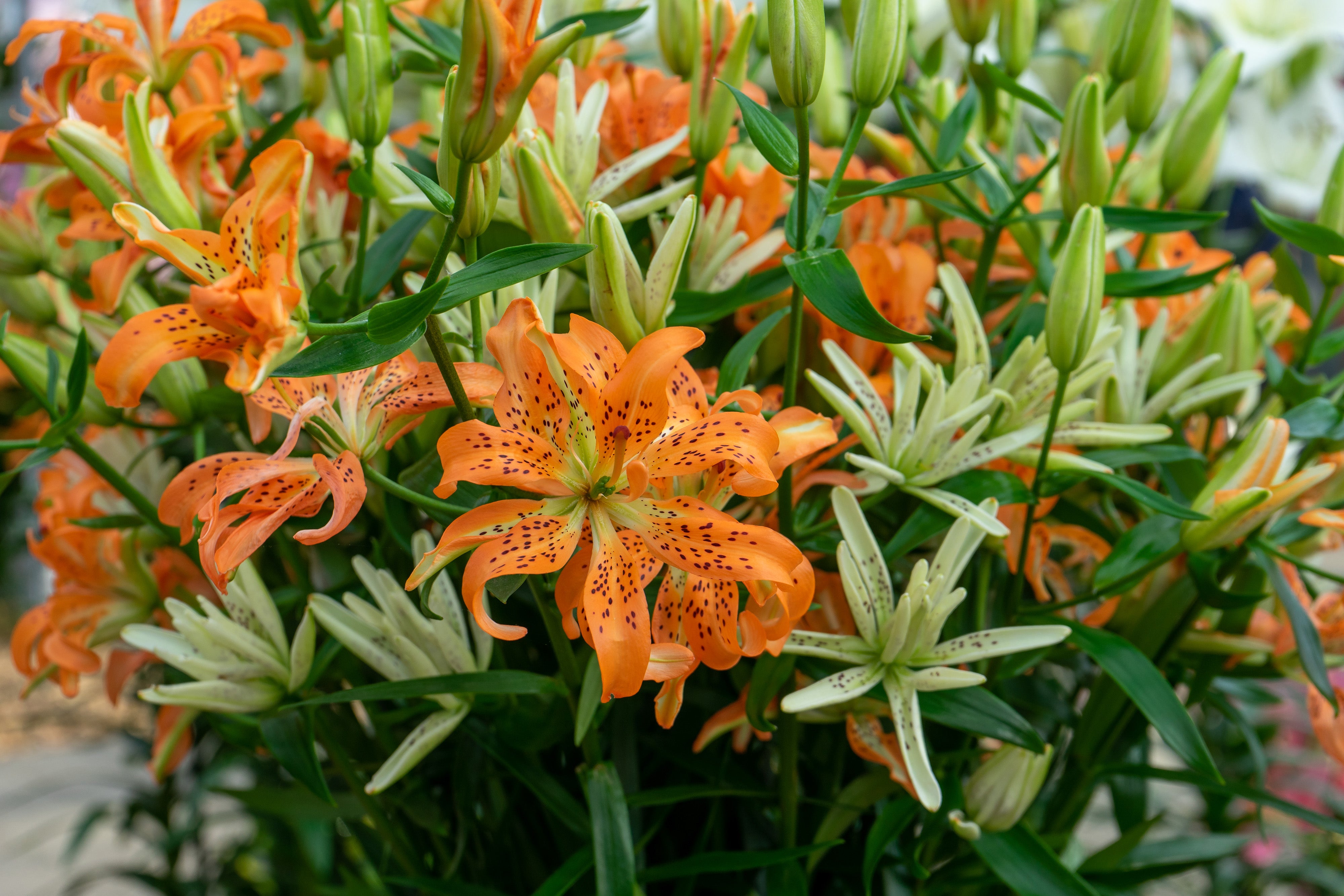 Lilium Must See