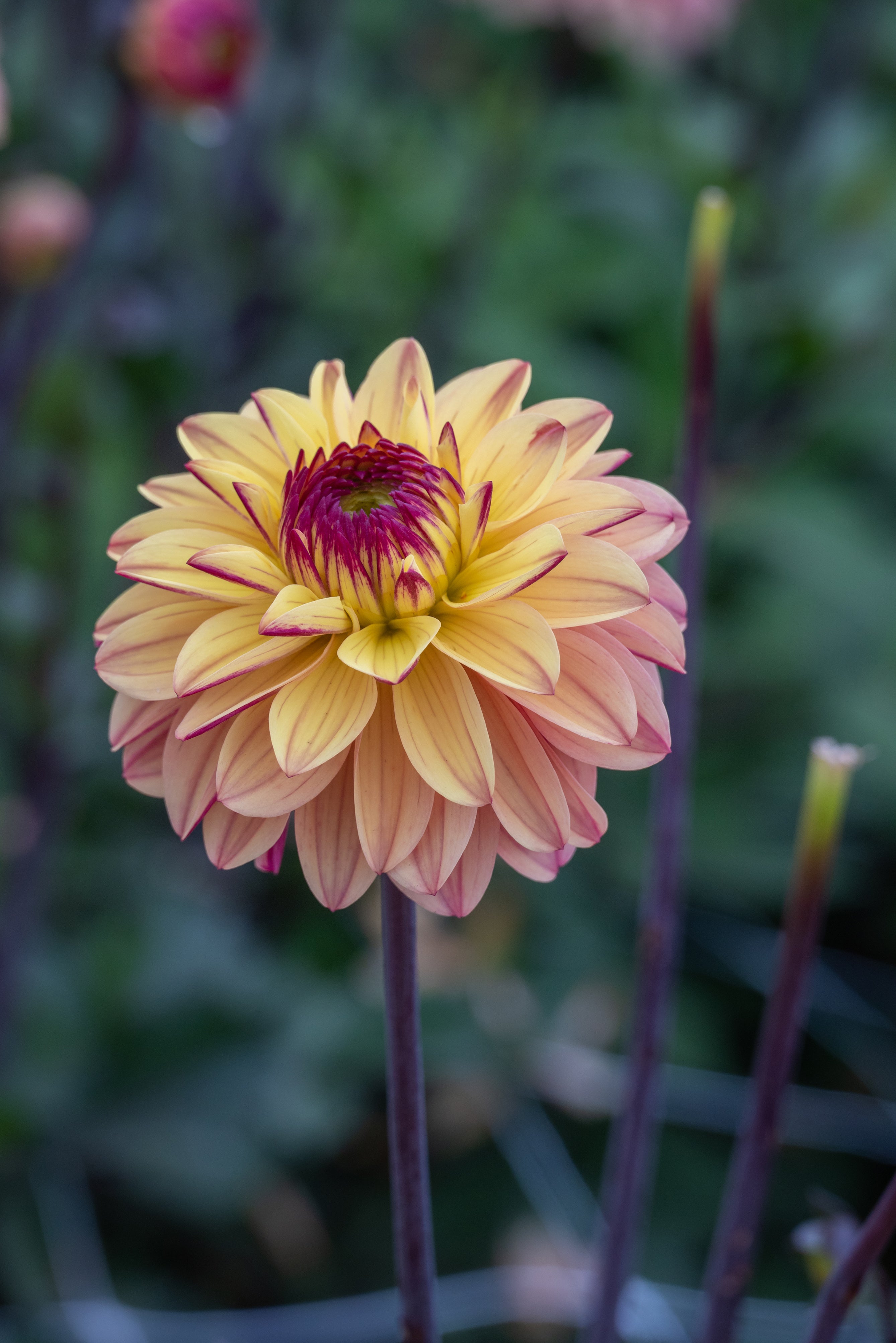 Dahlia Decorative Gelia (1 Bulb)