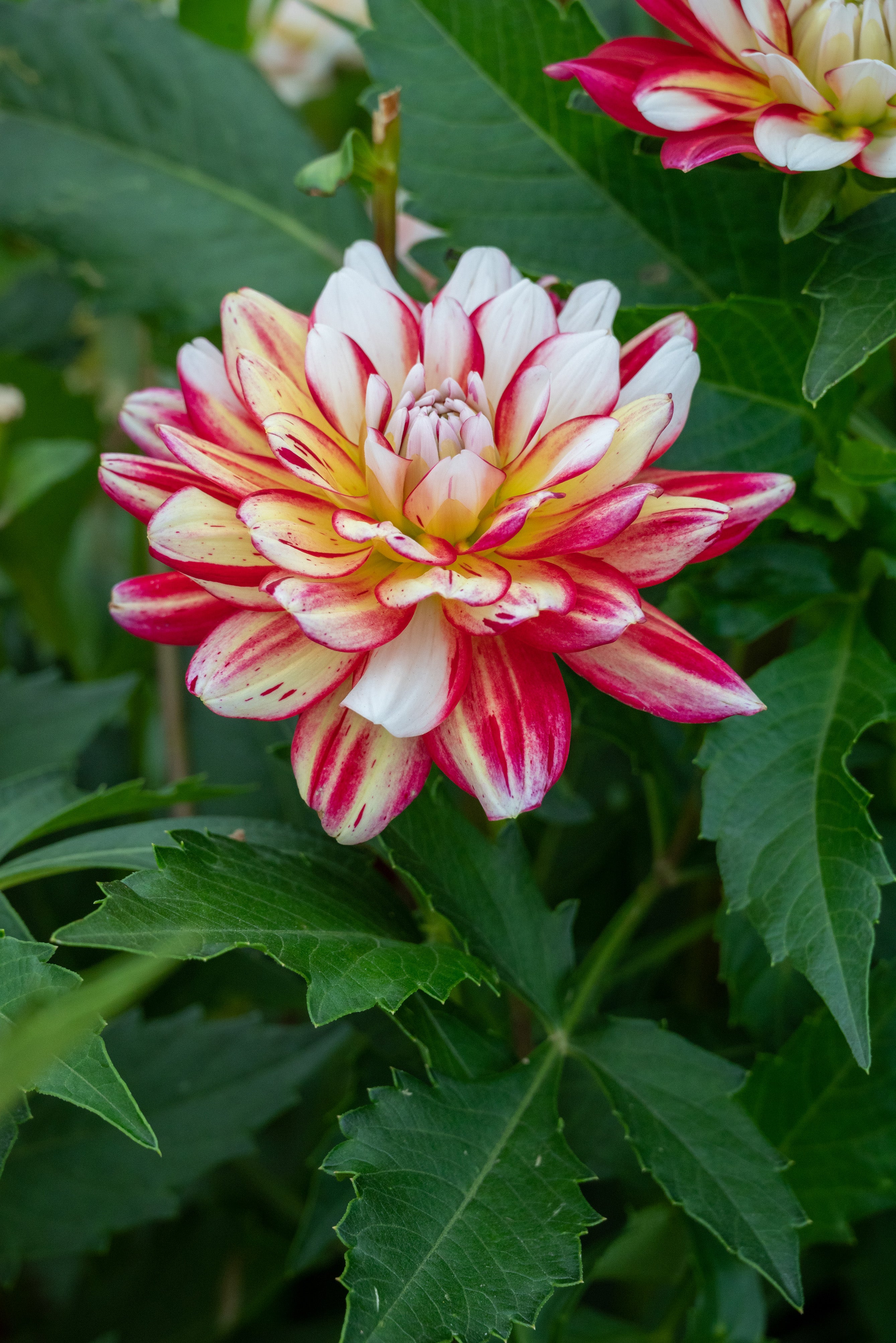 Dahlia Short Track