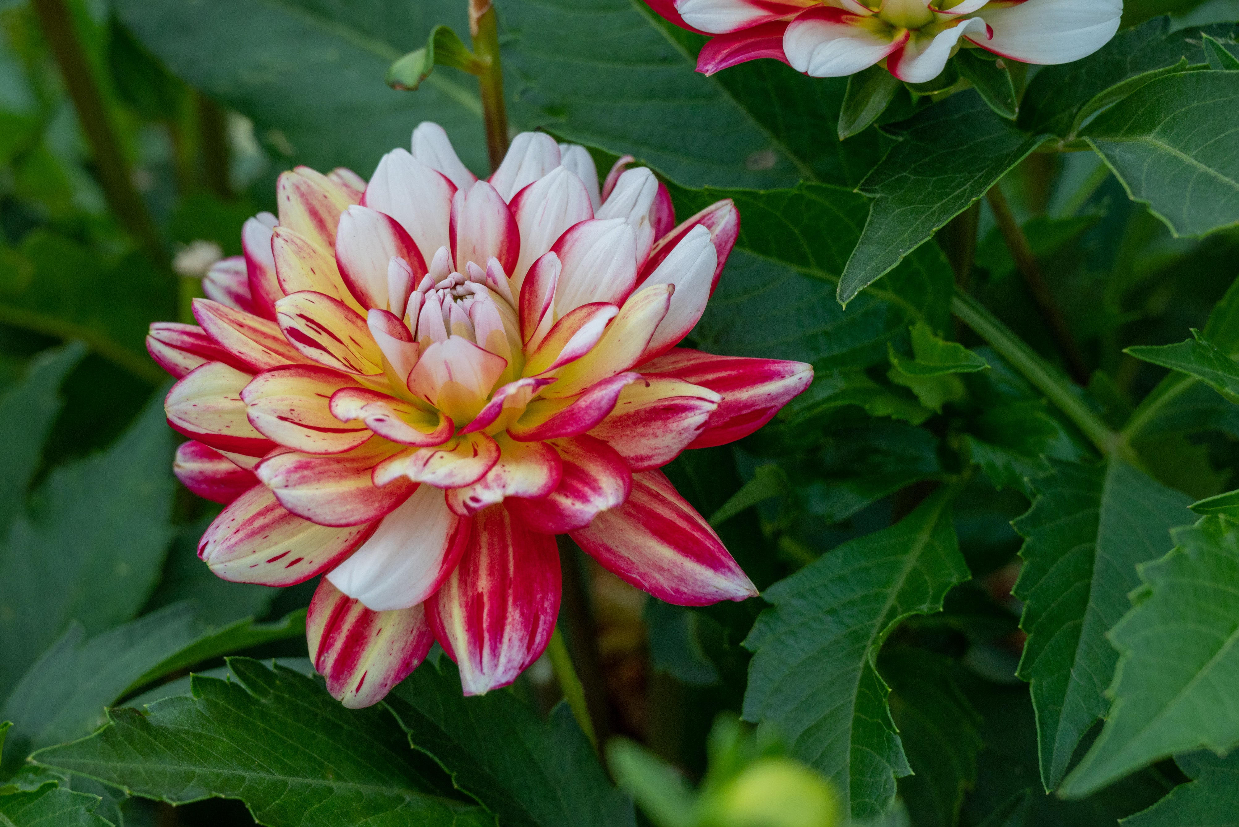 Dahlia Short Track