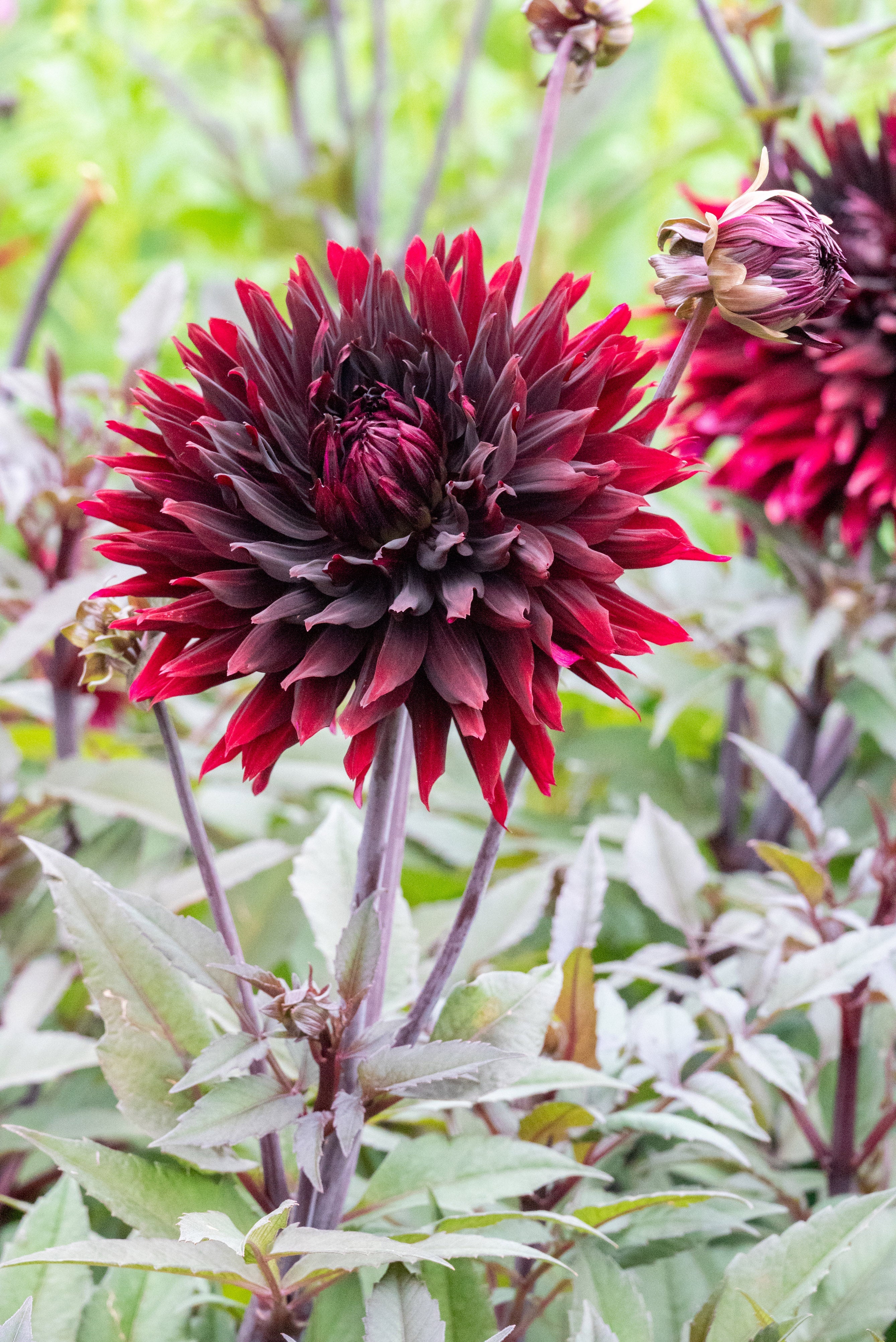Dahlia Cactus Nuit D'Été