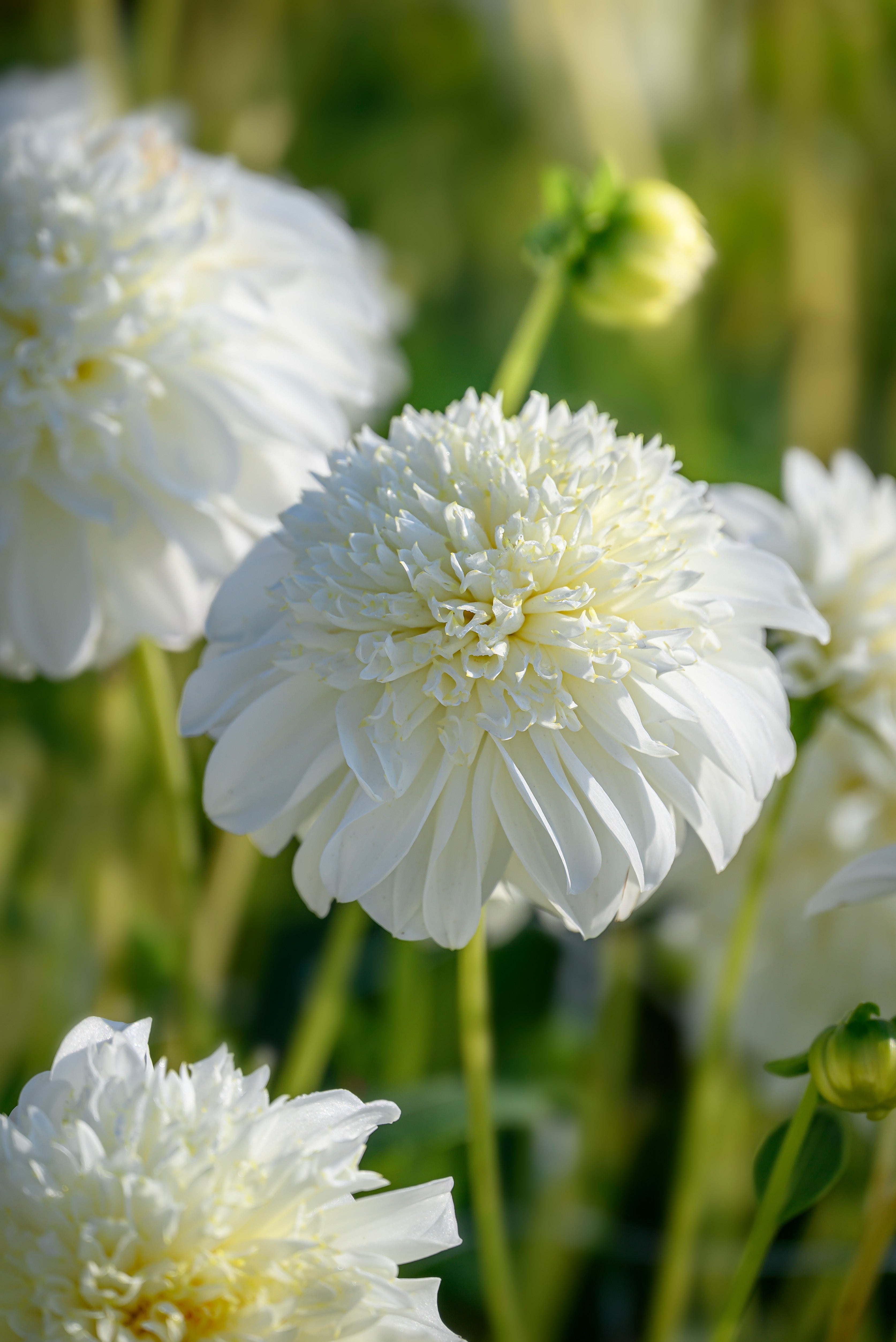 Dahlia Anemone-Flowered Zahra