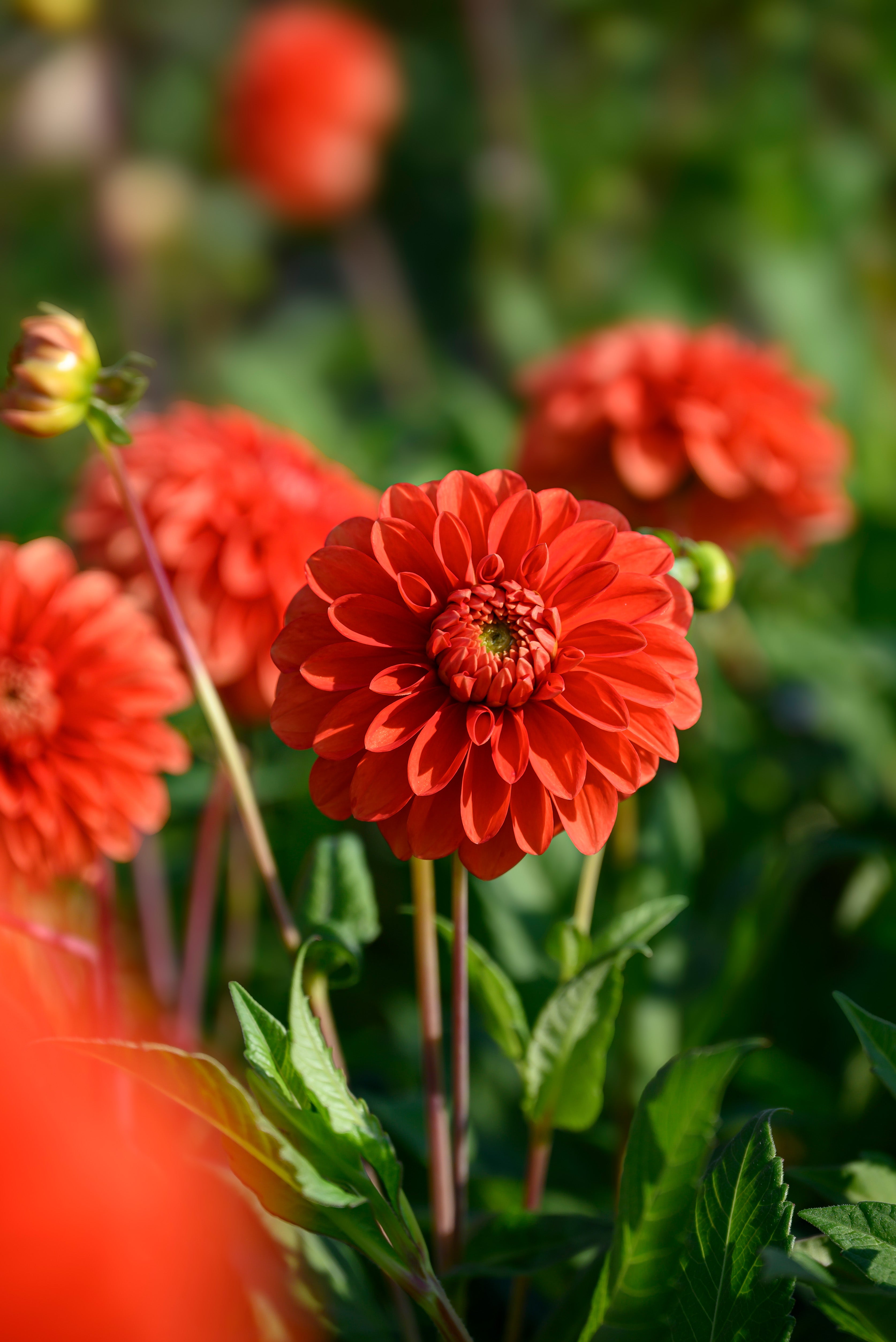 Dahlia Happy Halloween (1 Bulb)