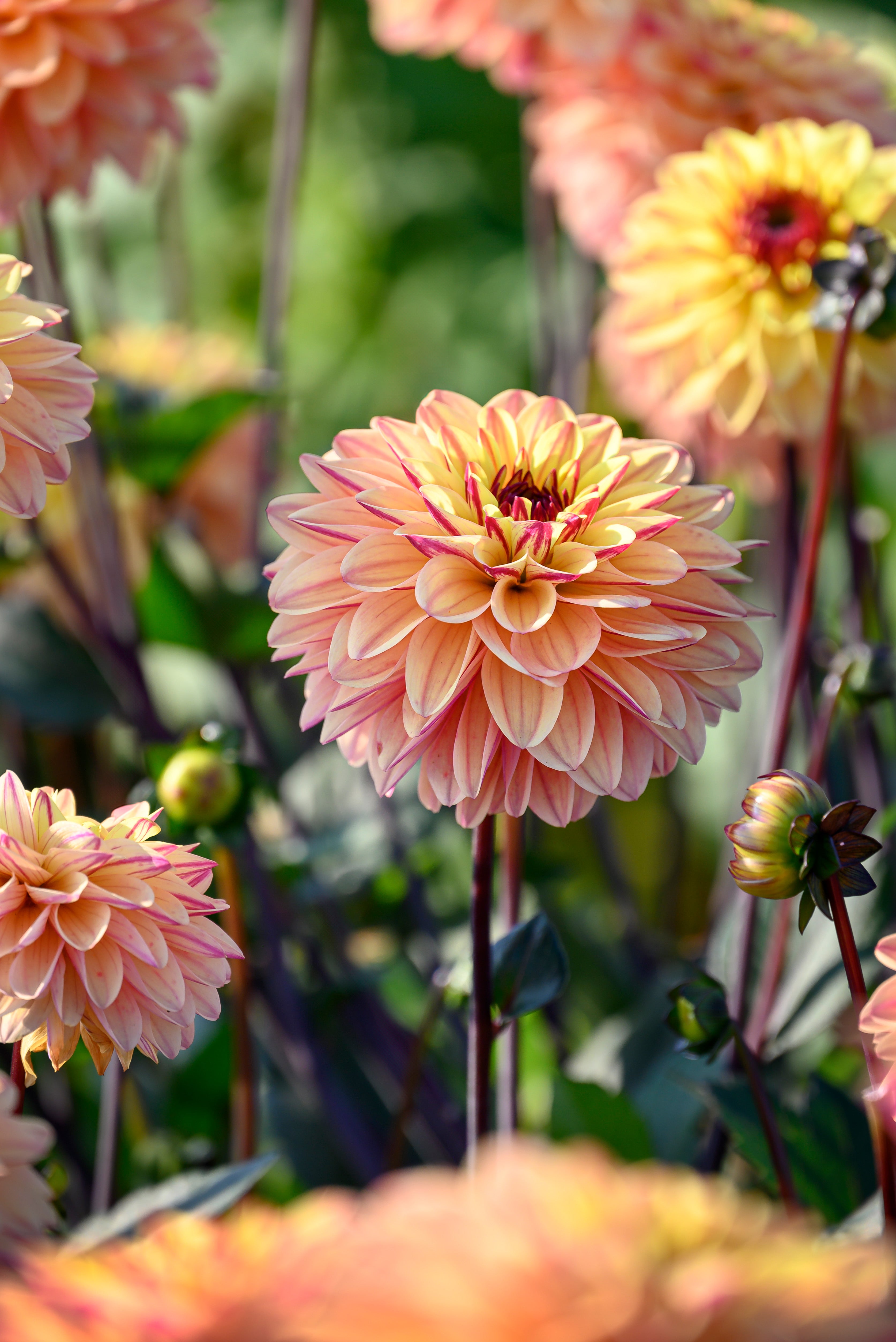 Dahlia Decorative Gelia