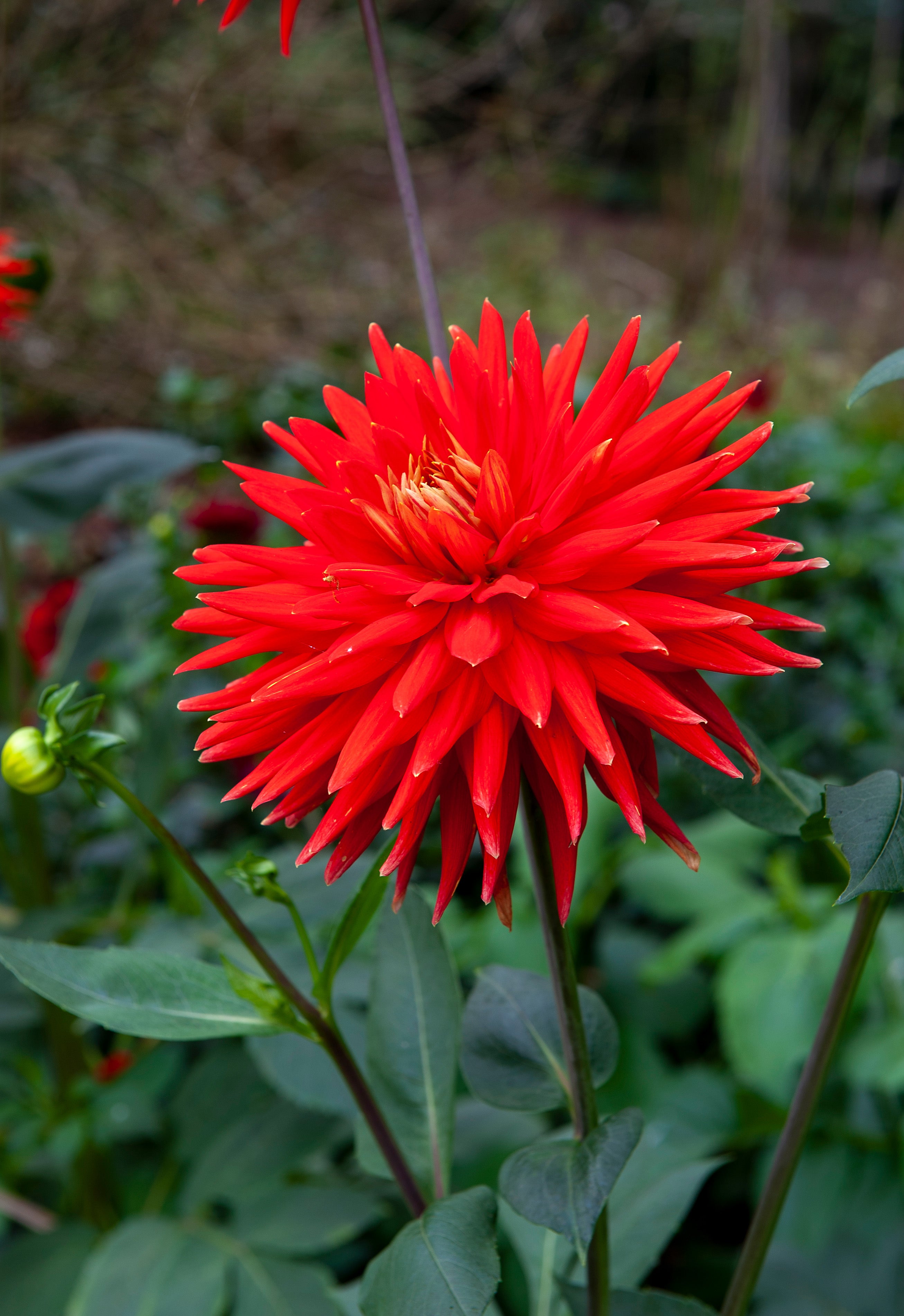 Dahlia Cactus Red Majorette