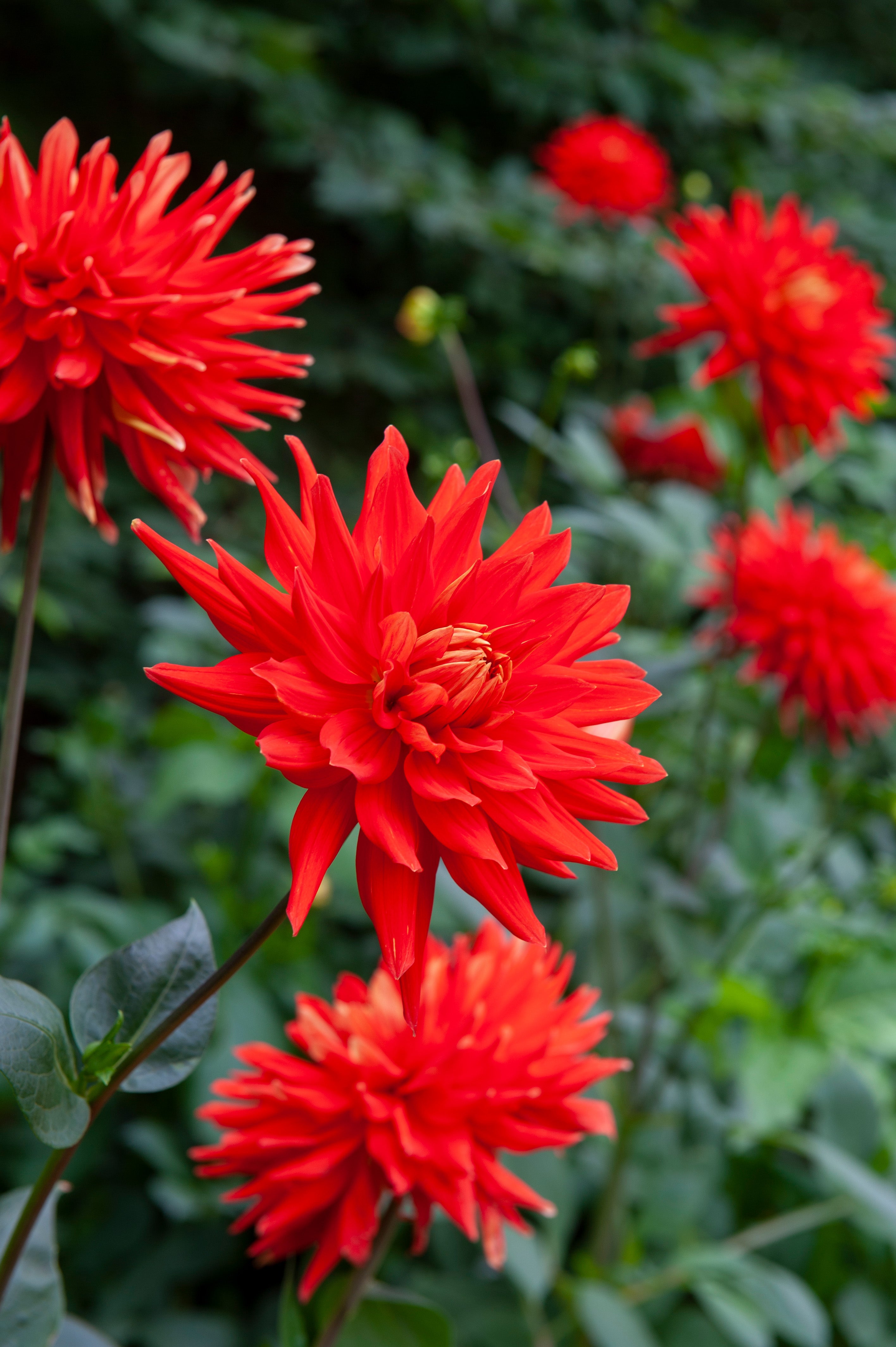 Dahlia Cactus Red Majorette