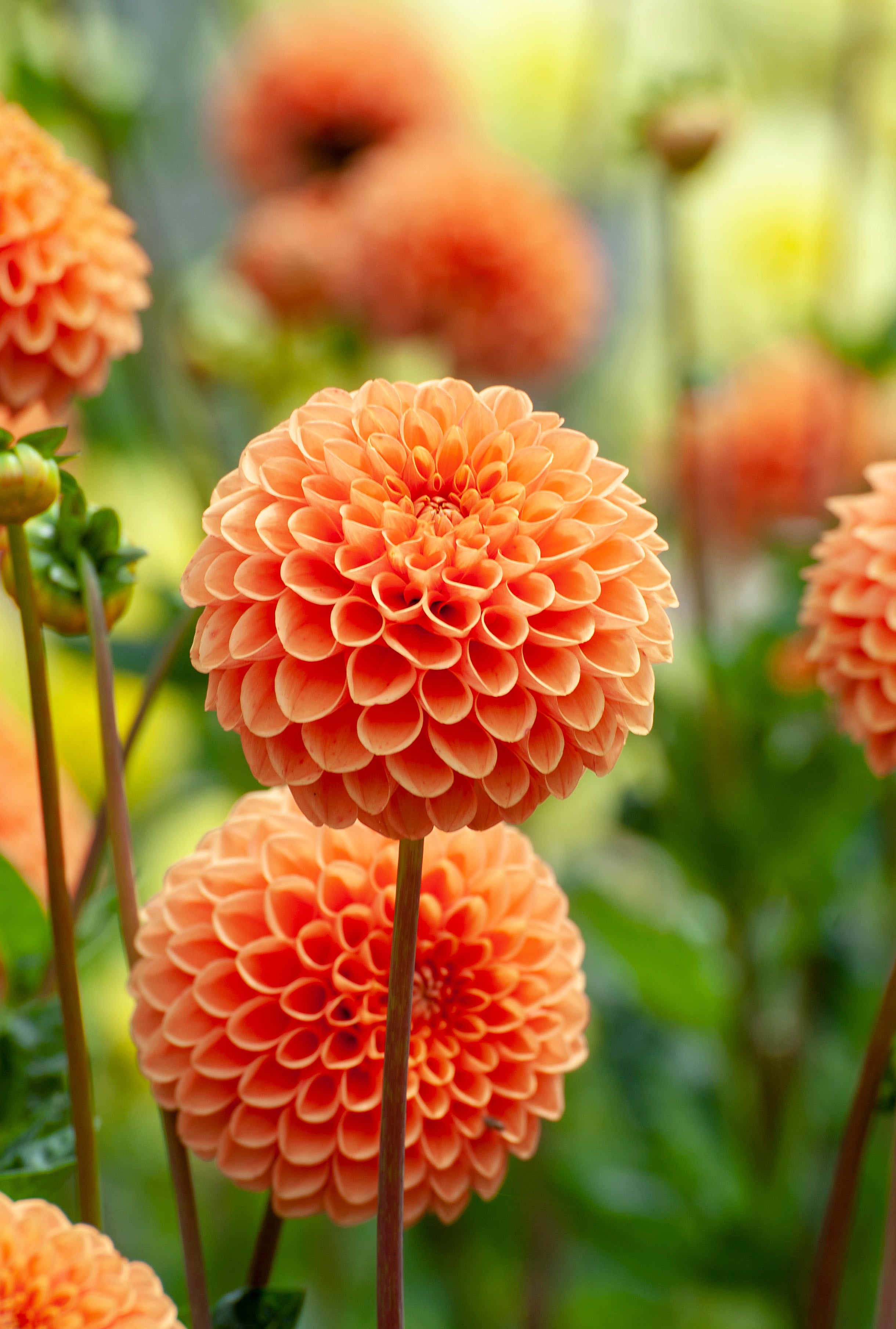 Dahlia Pompon Bantling