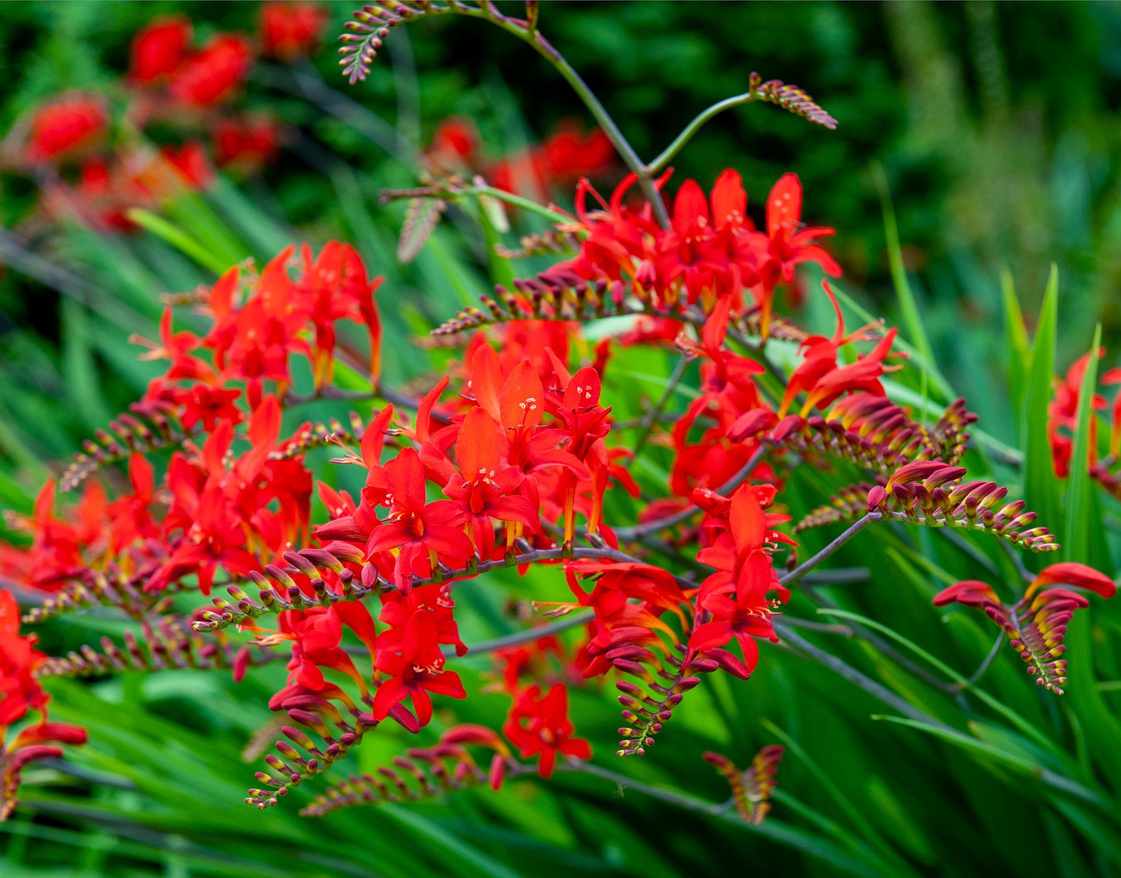 Crocosmia Lucifer