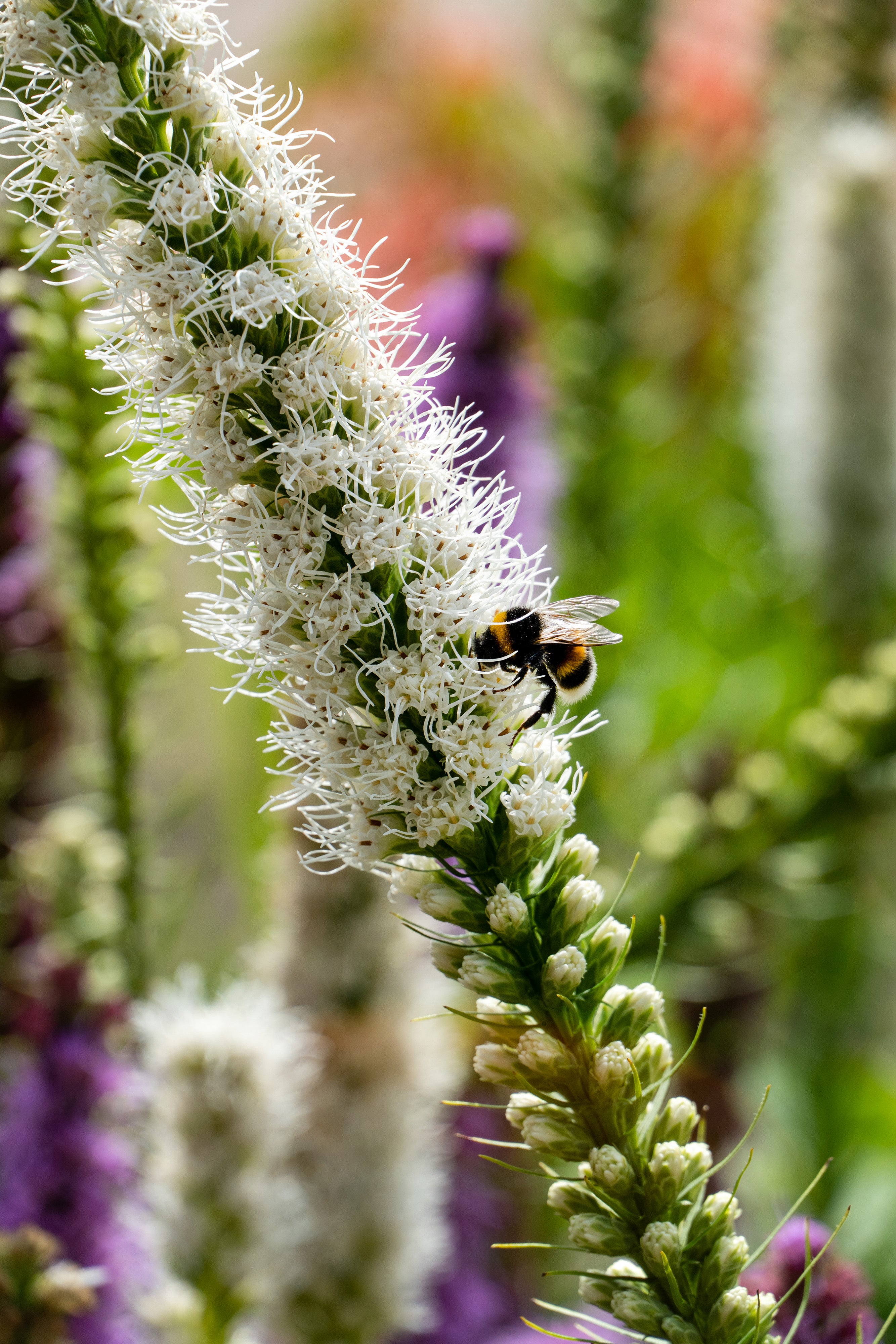 Liatris Spicata White