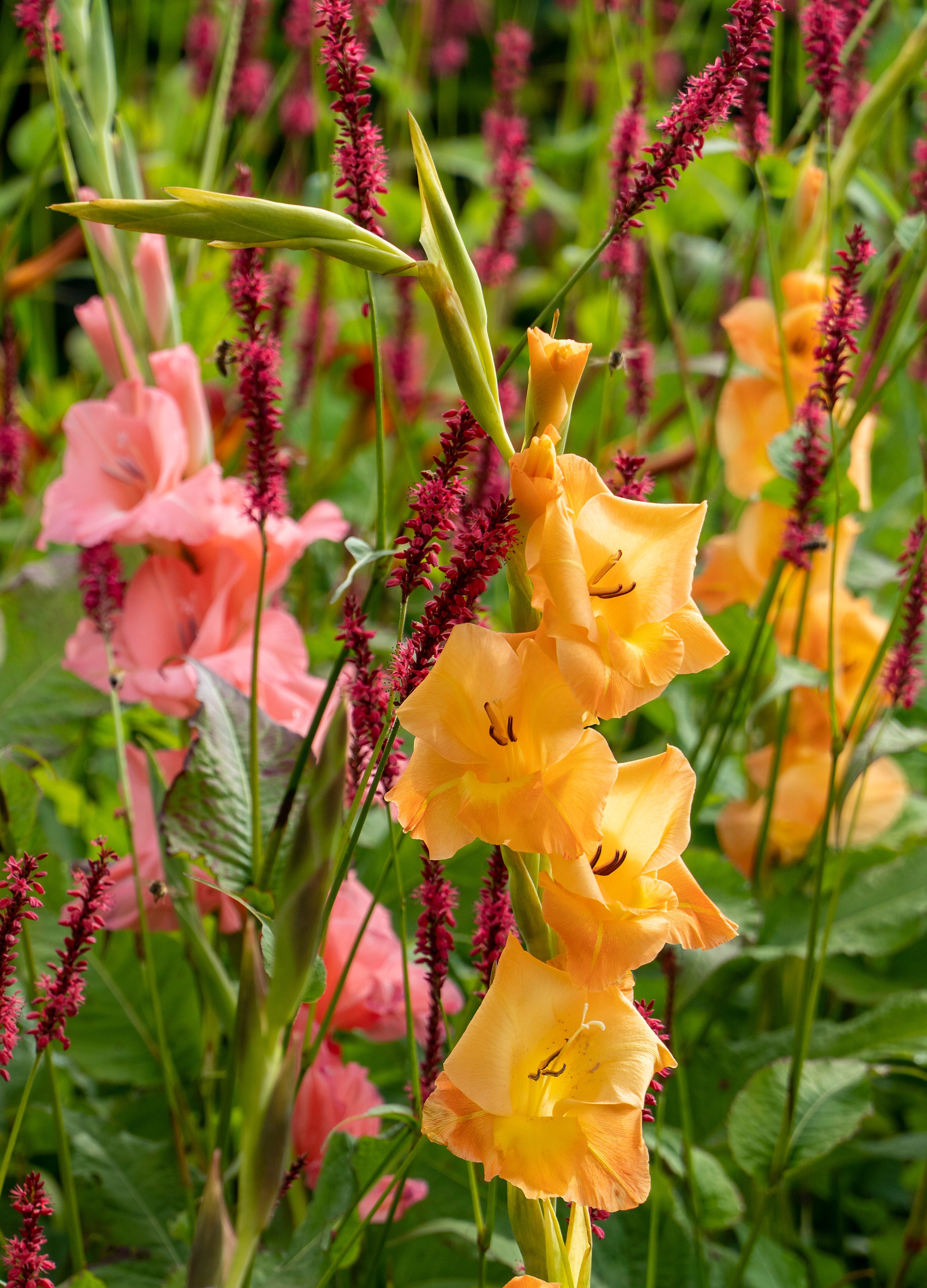 Gladiolus Mix