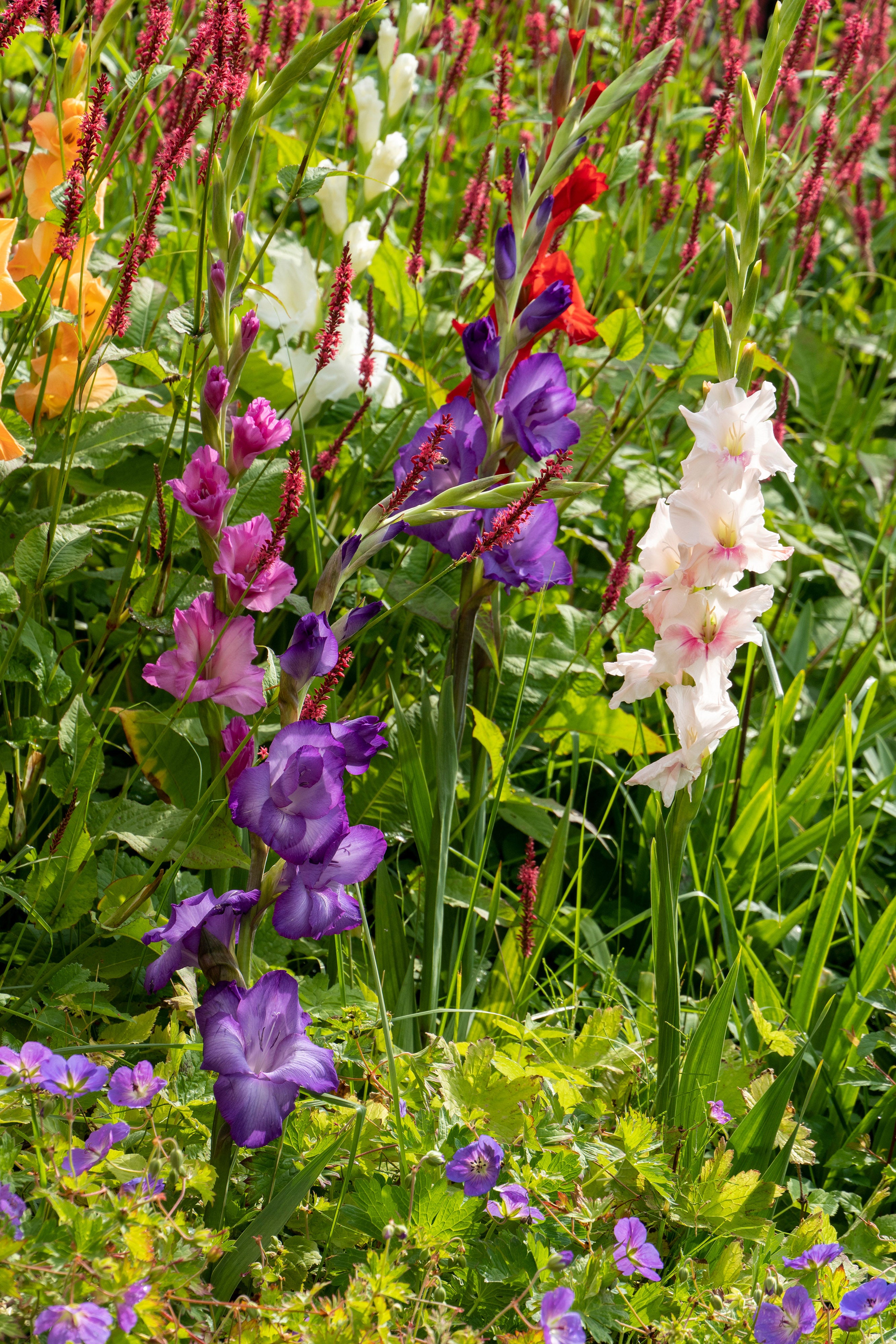 Gladiolus Mix