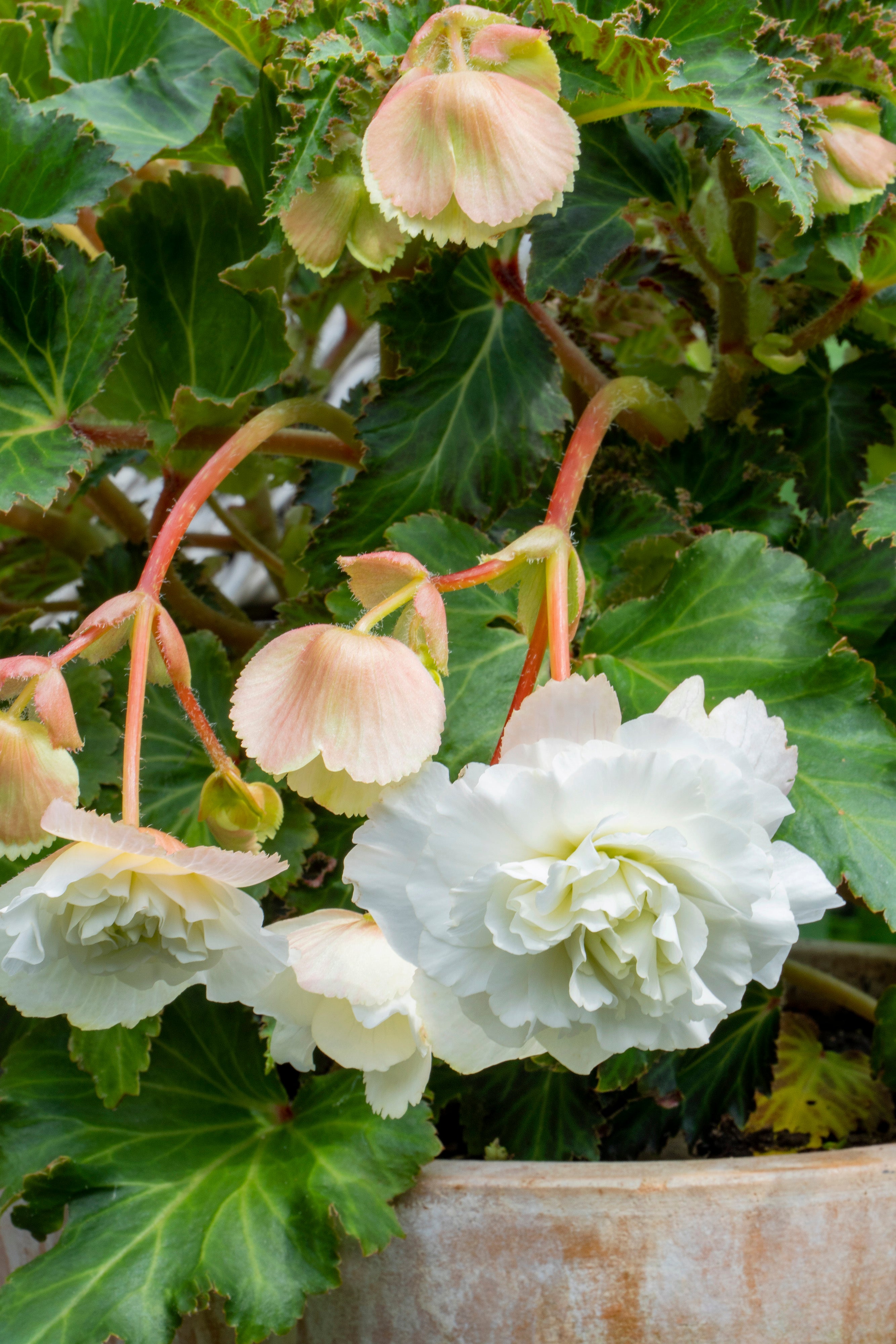 Begonia Double White